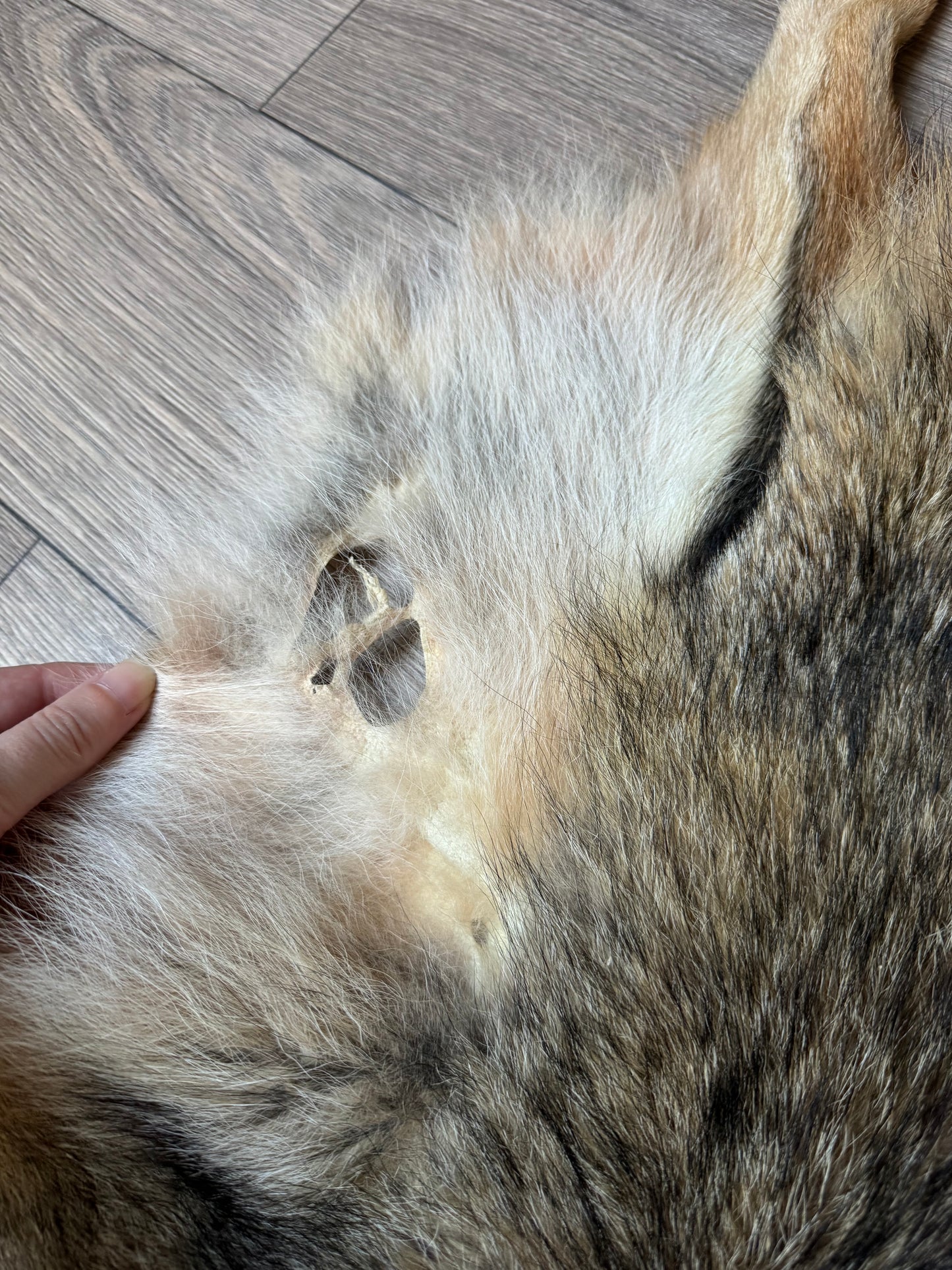 Coyote pelt (6)