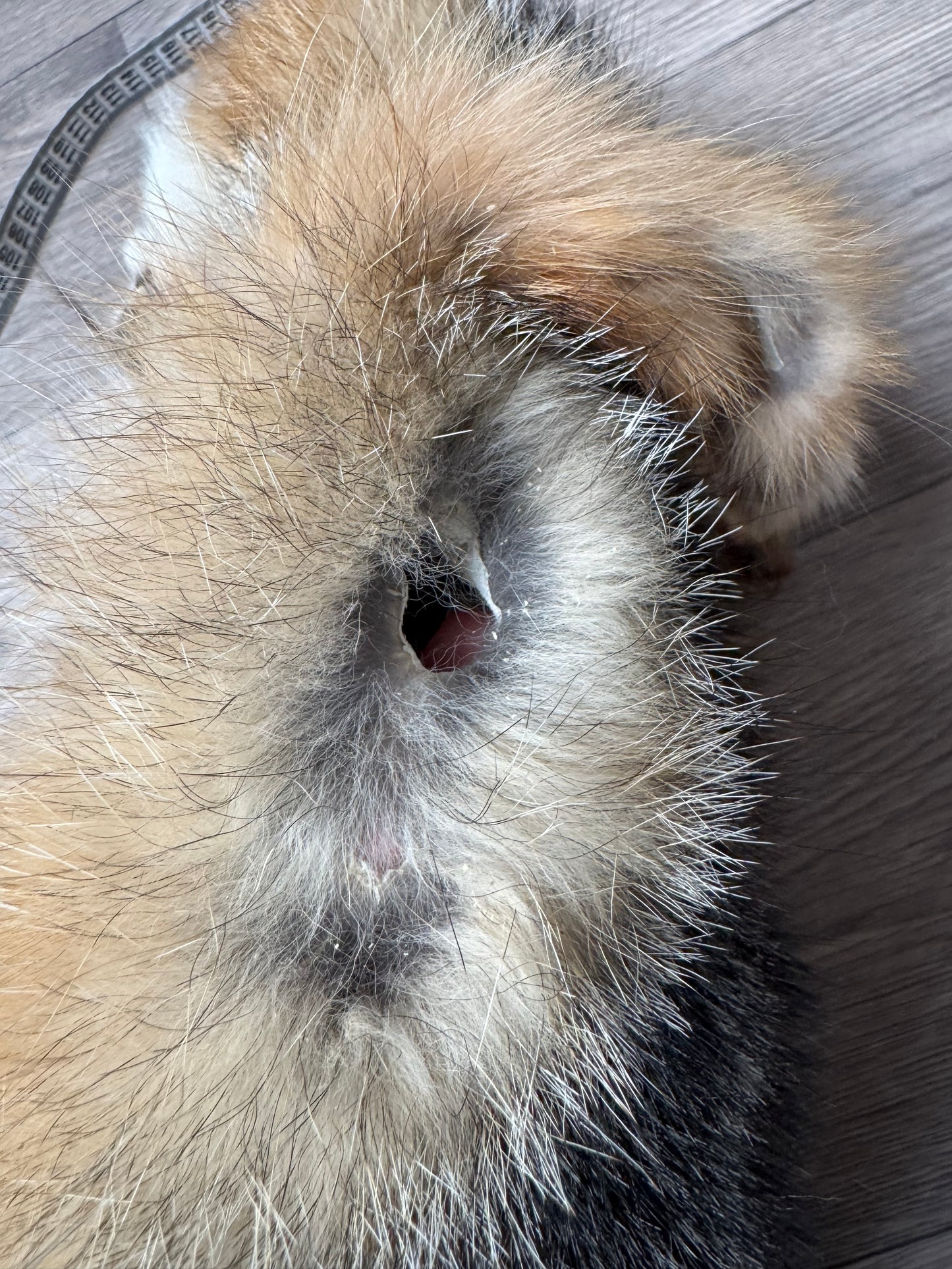 Male grey fox mountable pelt (13)