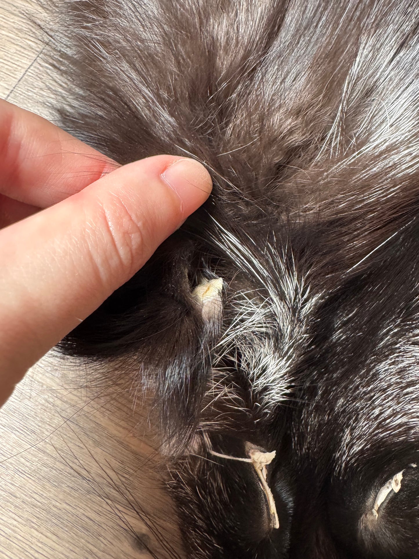 Silver fox pelt (21)