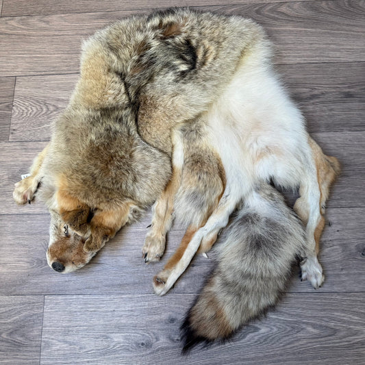 Female coyote mountable pelt (9)