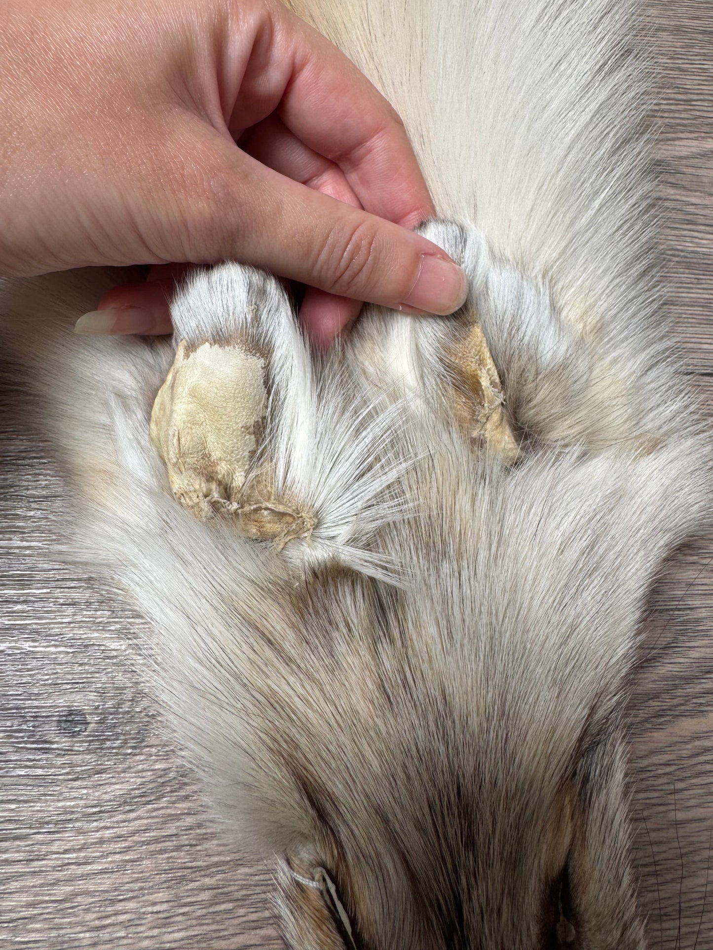Fawn Light fox pelt (6)