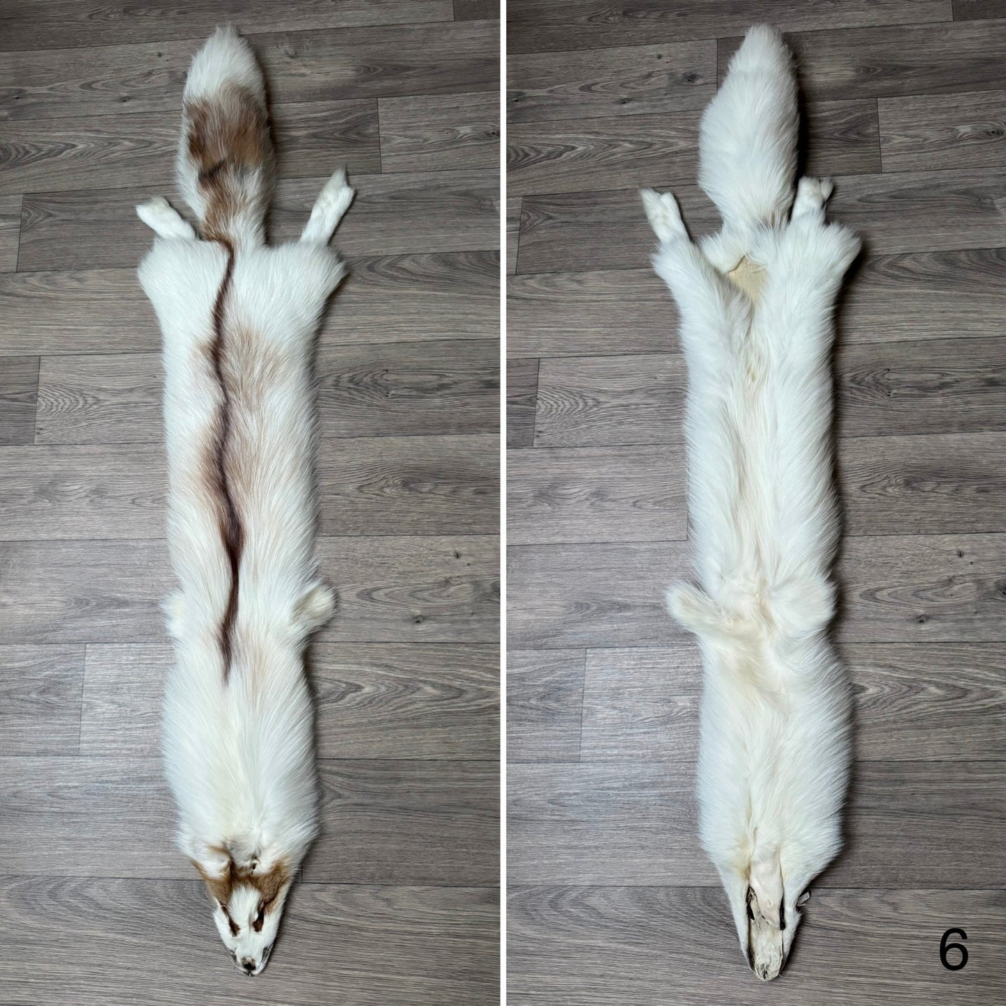 Sun Glow fox pelt (6)