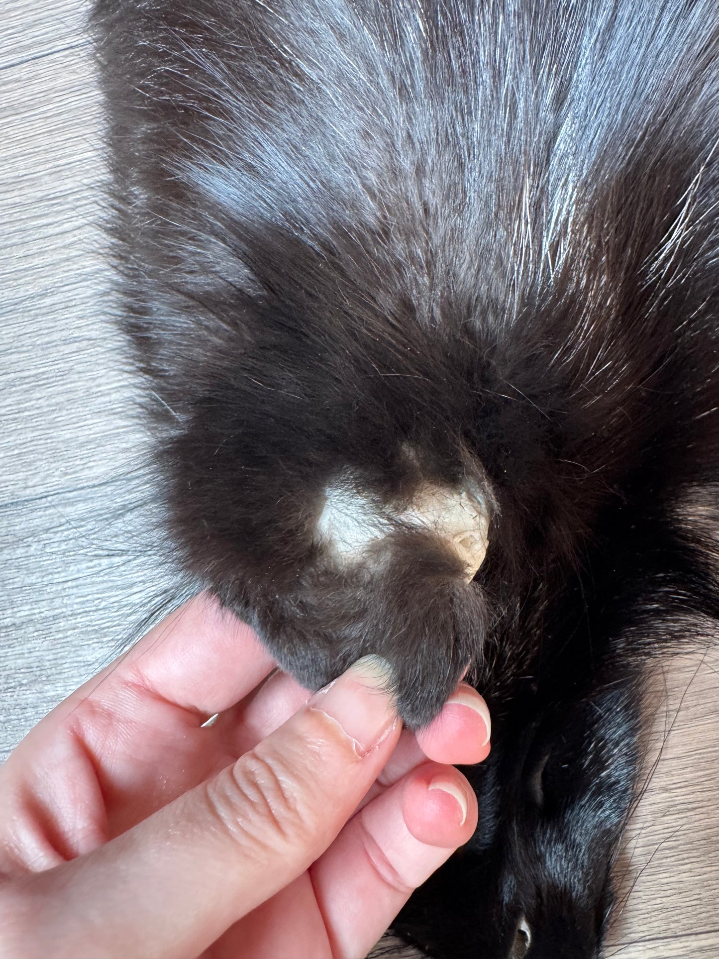 Silver fox pelt (4)