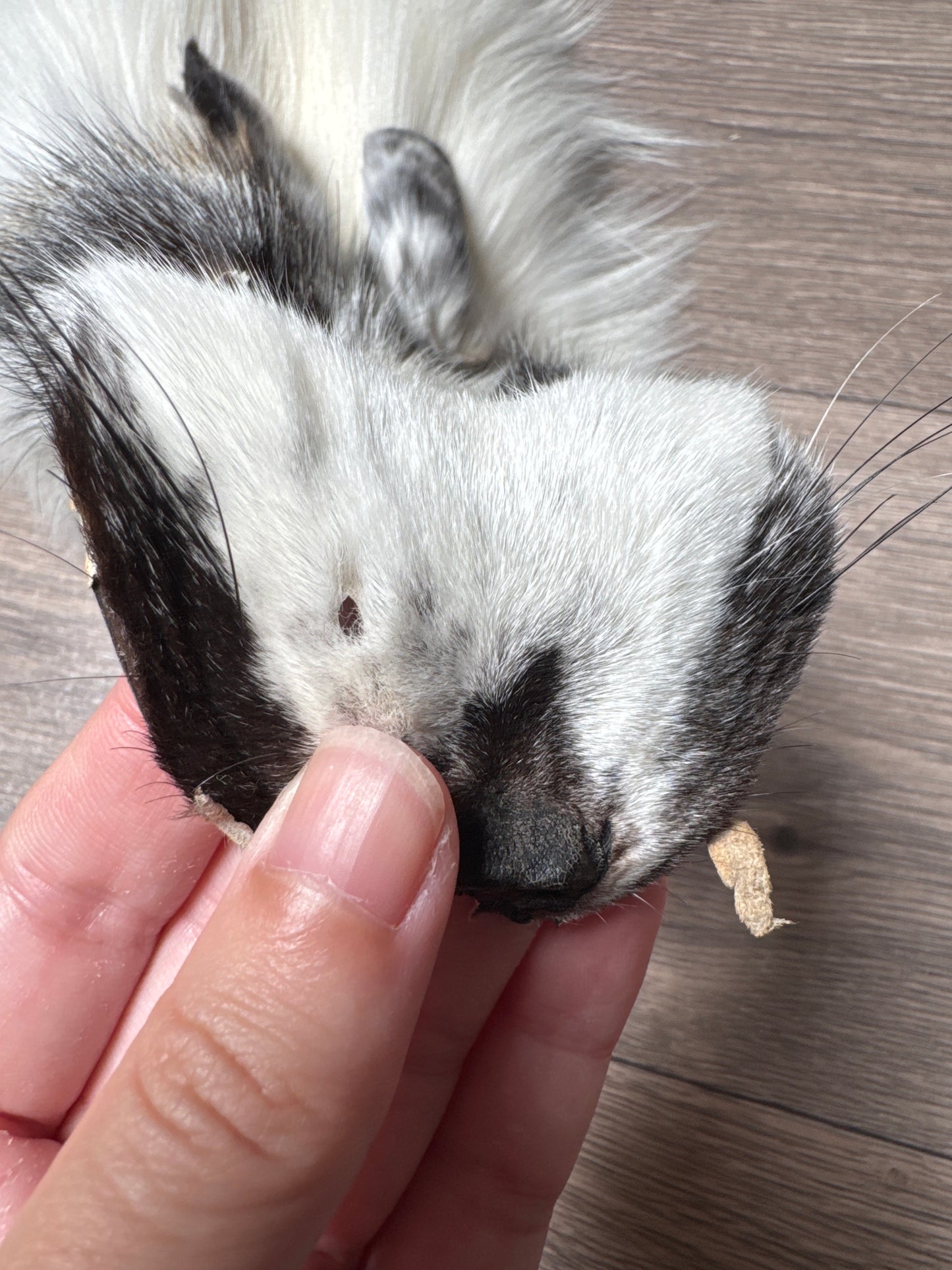 Cross Marble fox pelt (5)