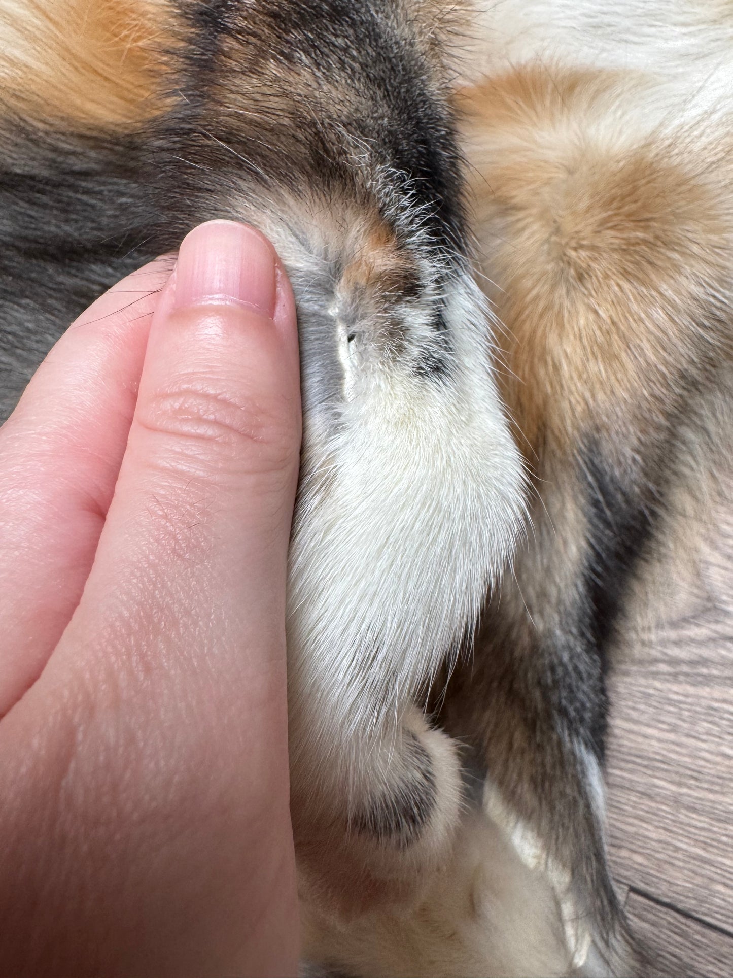 Male Smokey Ringneck fox mountable pelt (tag 4)