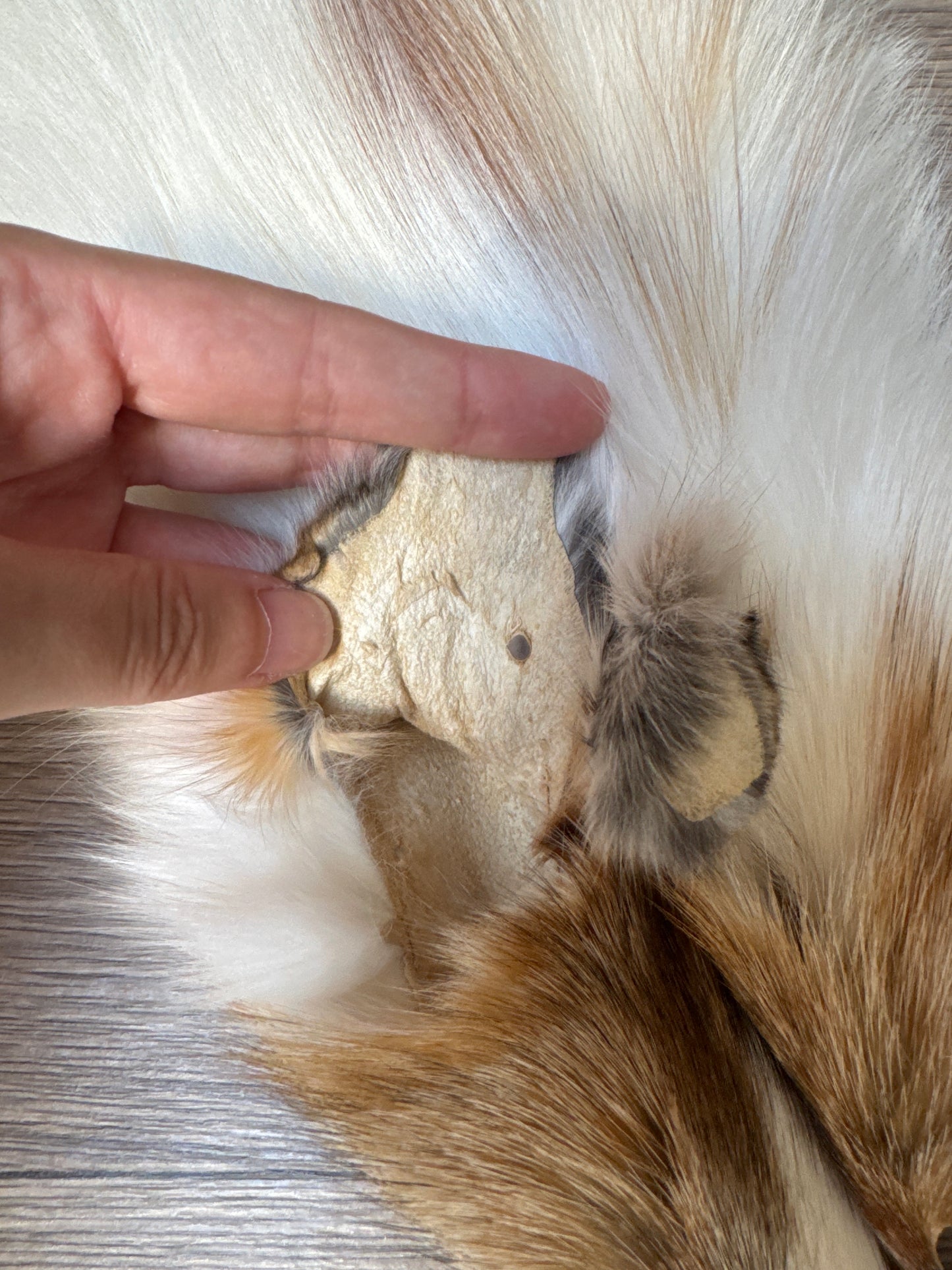 Sun Glow fox pelt (25)