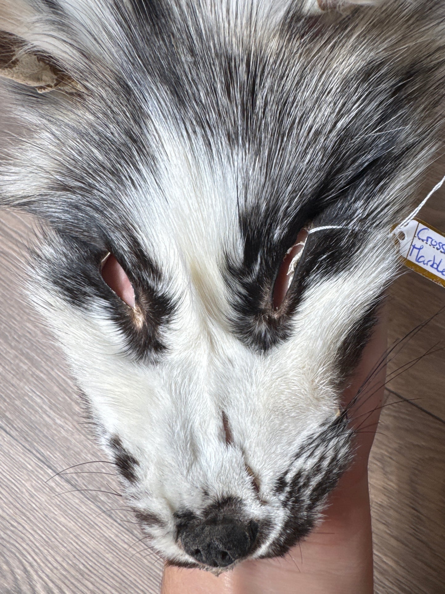 Cross Marble fox pelt (16)