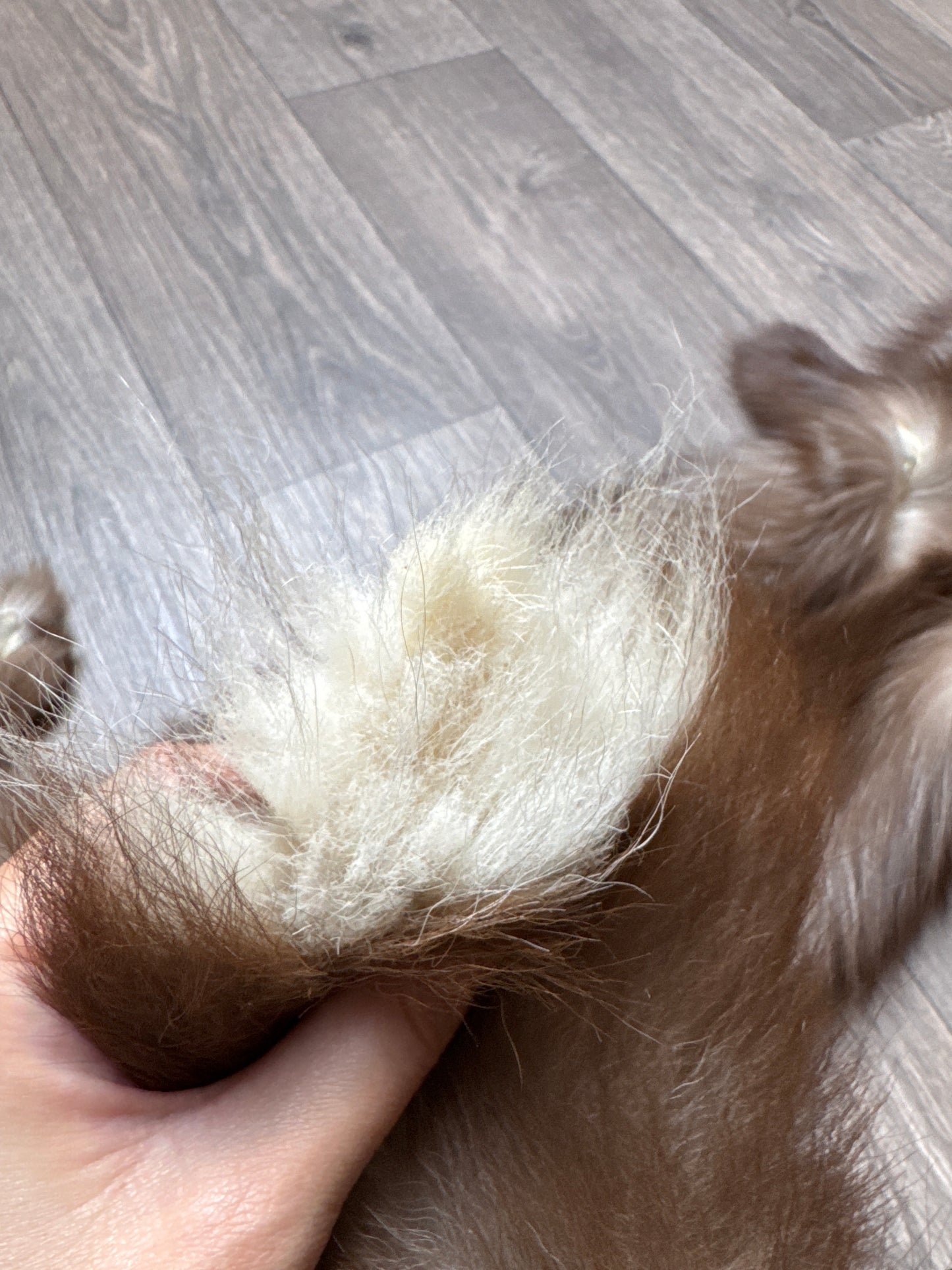 Burgundy fox pelt (17)