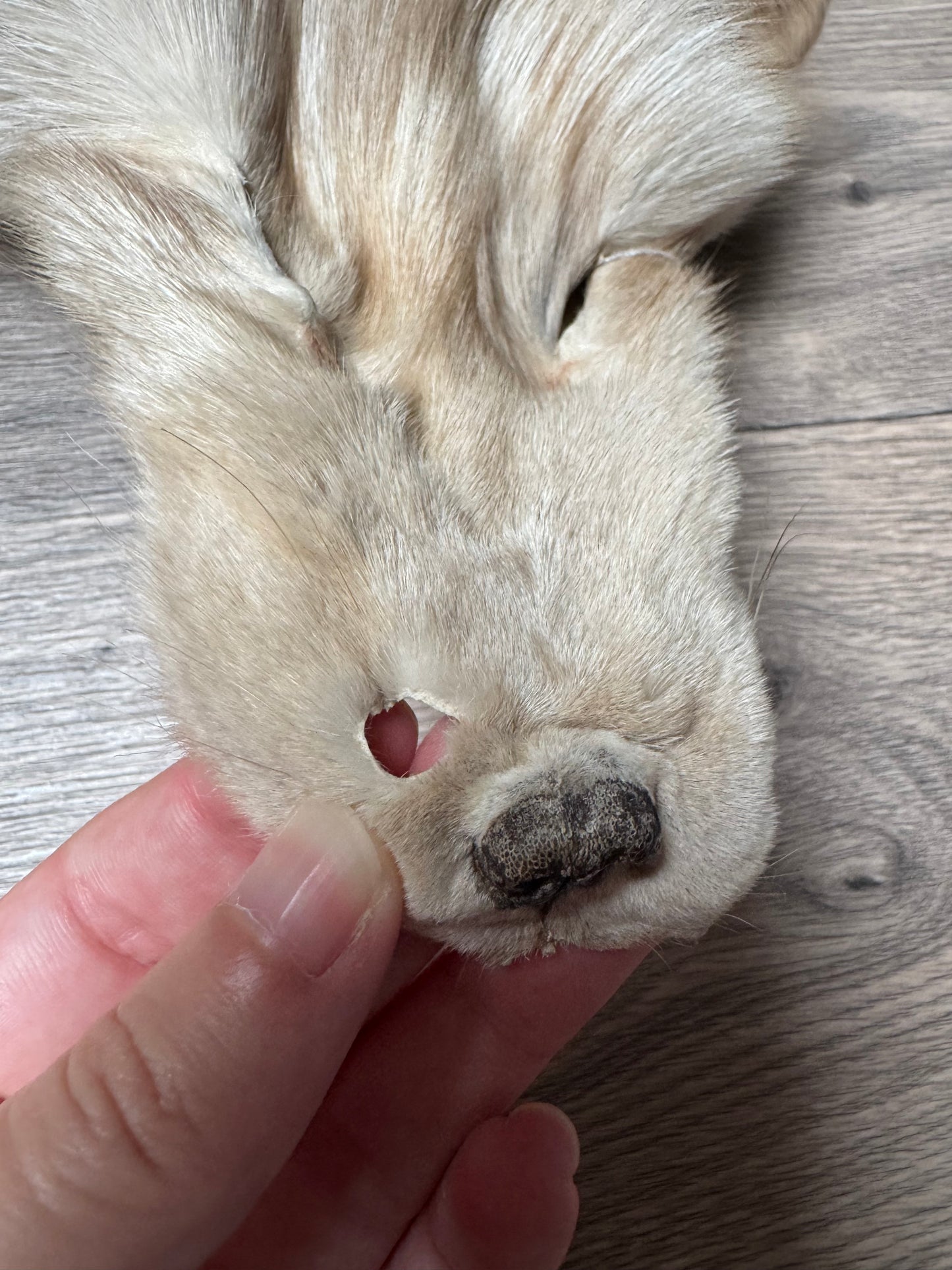 Amber fox pelt (6)