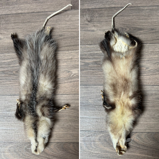 Male opossum mountable pelt (11)