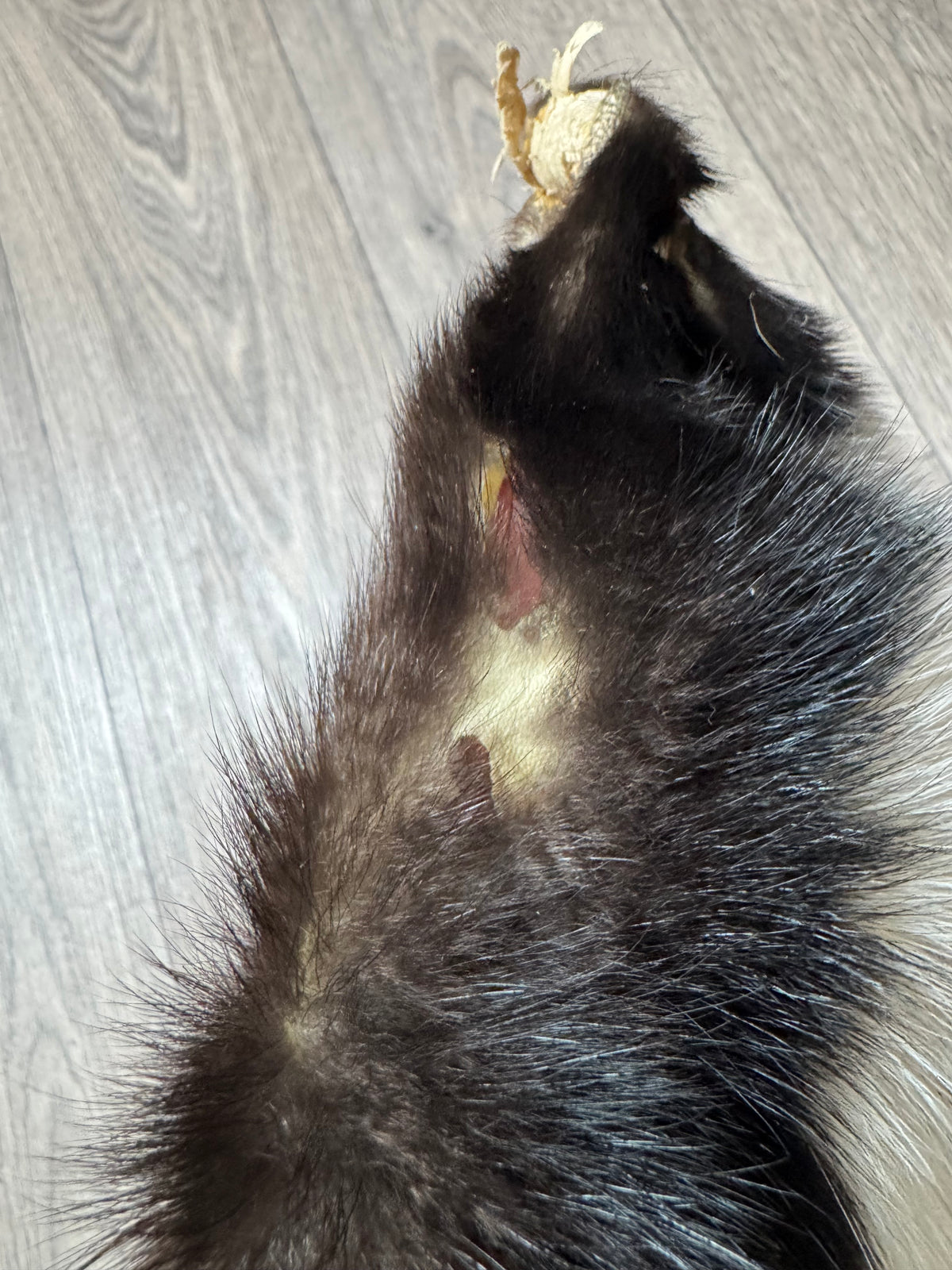 Skunk pelt (14)