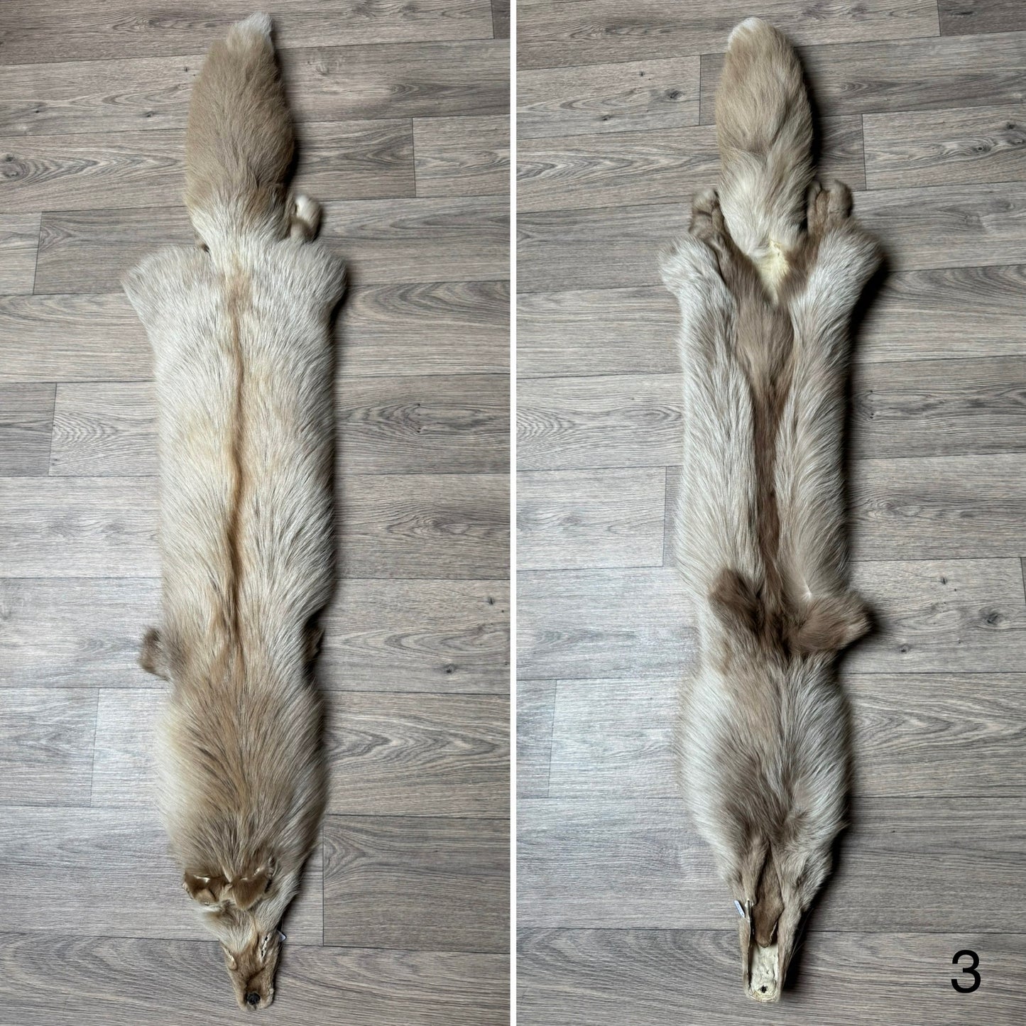 Amber fox pelt (3)