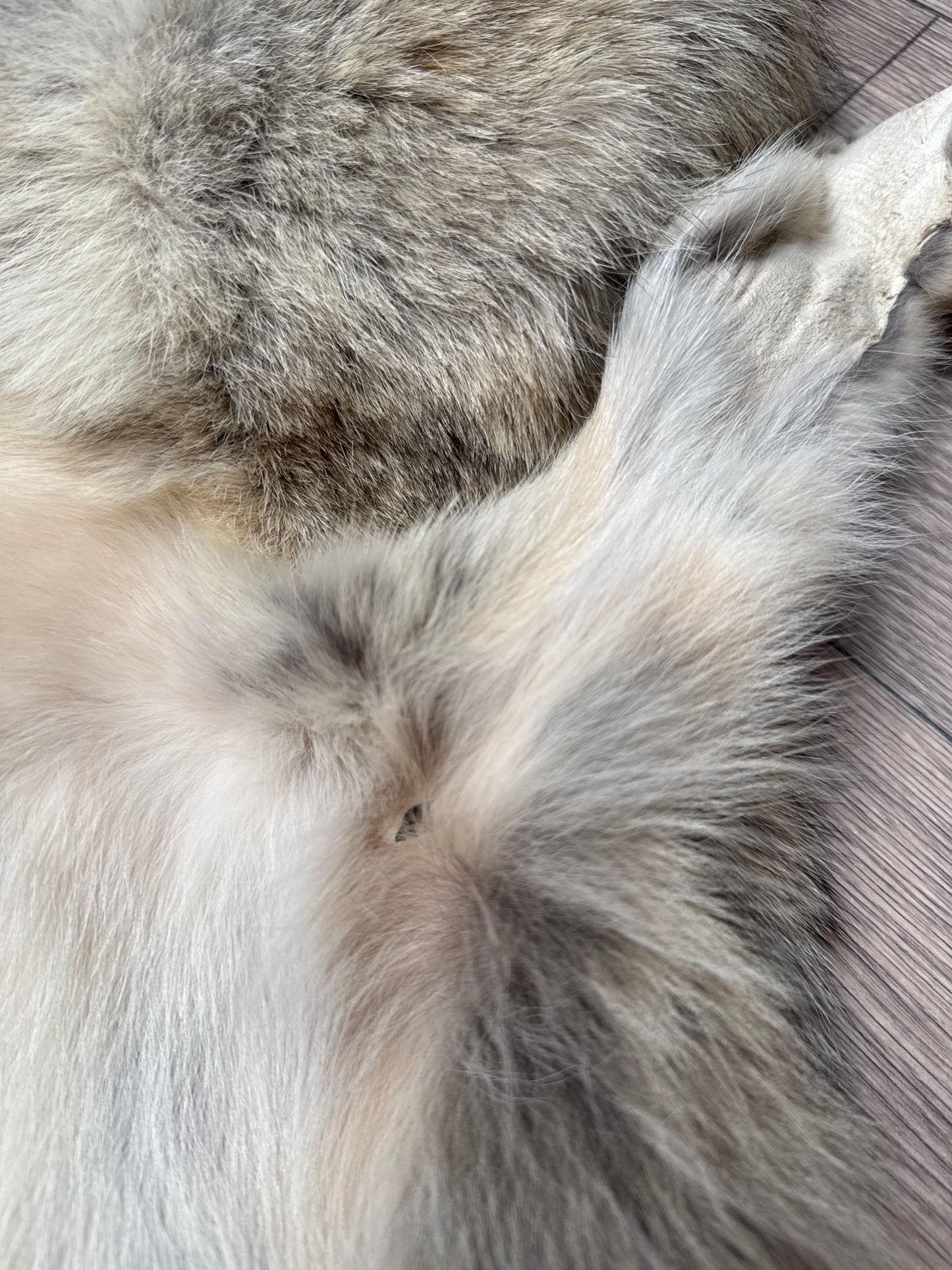 Female coyote mountable pelt (8)