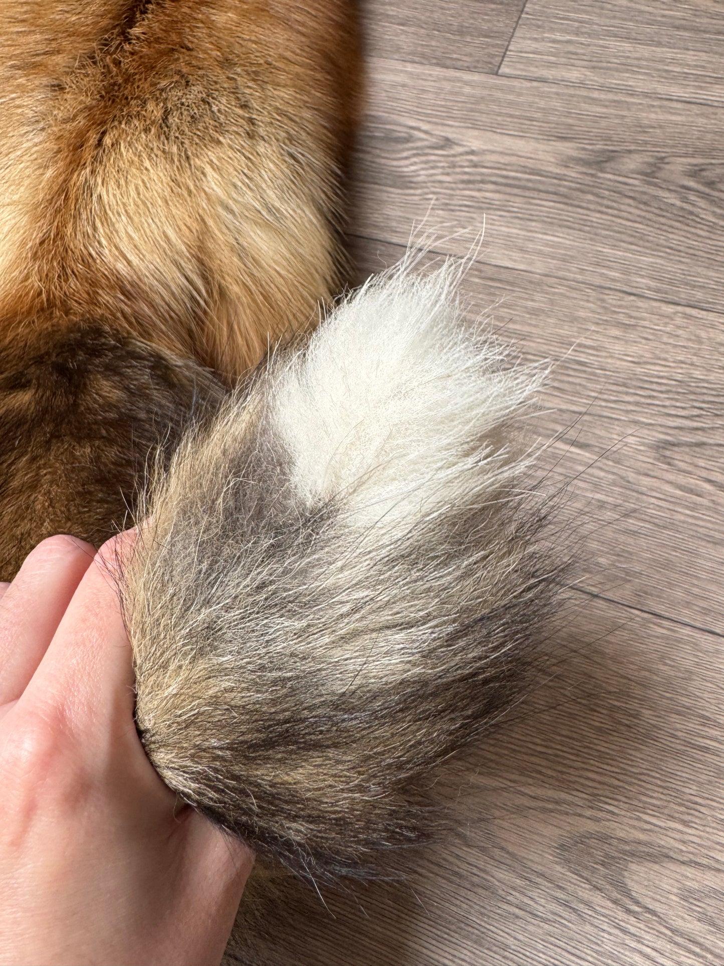 Gold fox pelt (24)
