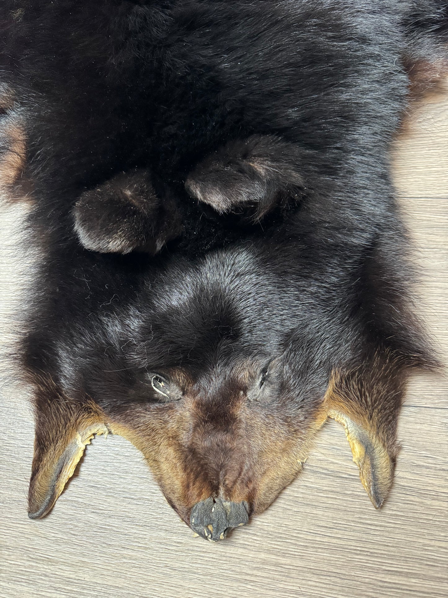 Black bear hide (2)