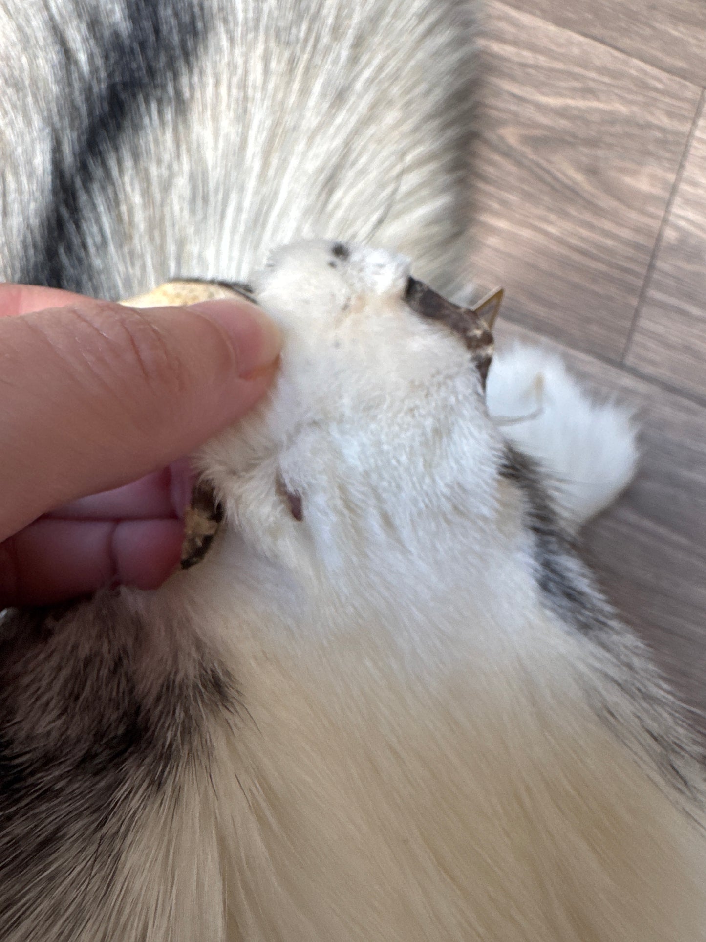 Cross Marble fox pelt (7)