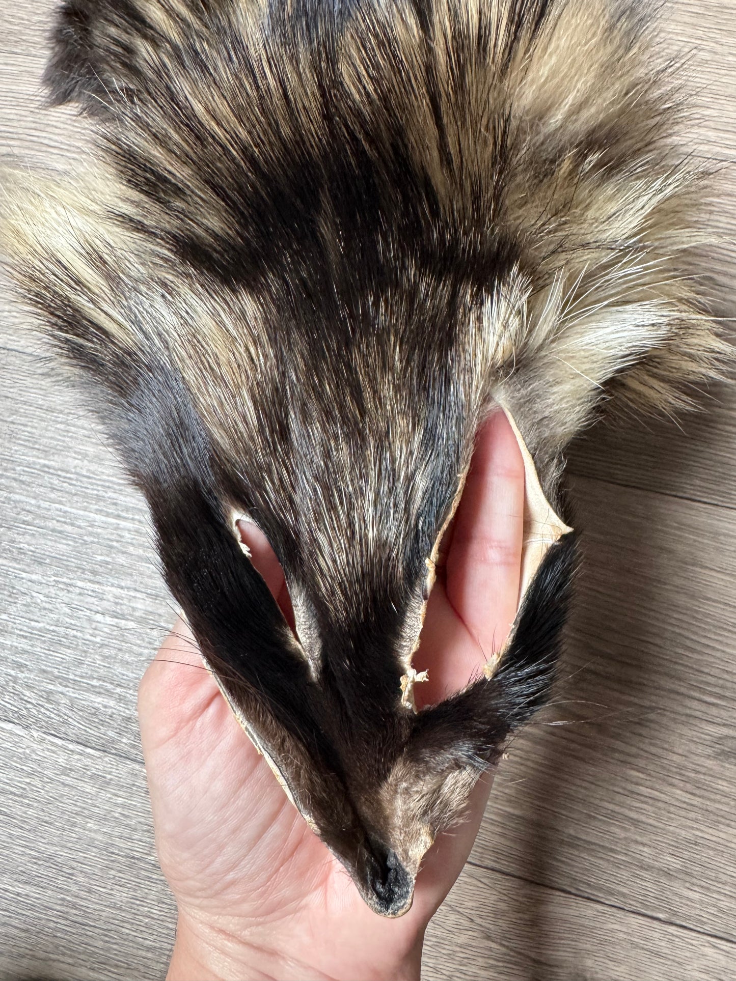 Tanuki pelt (6)