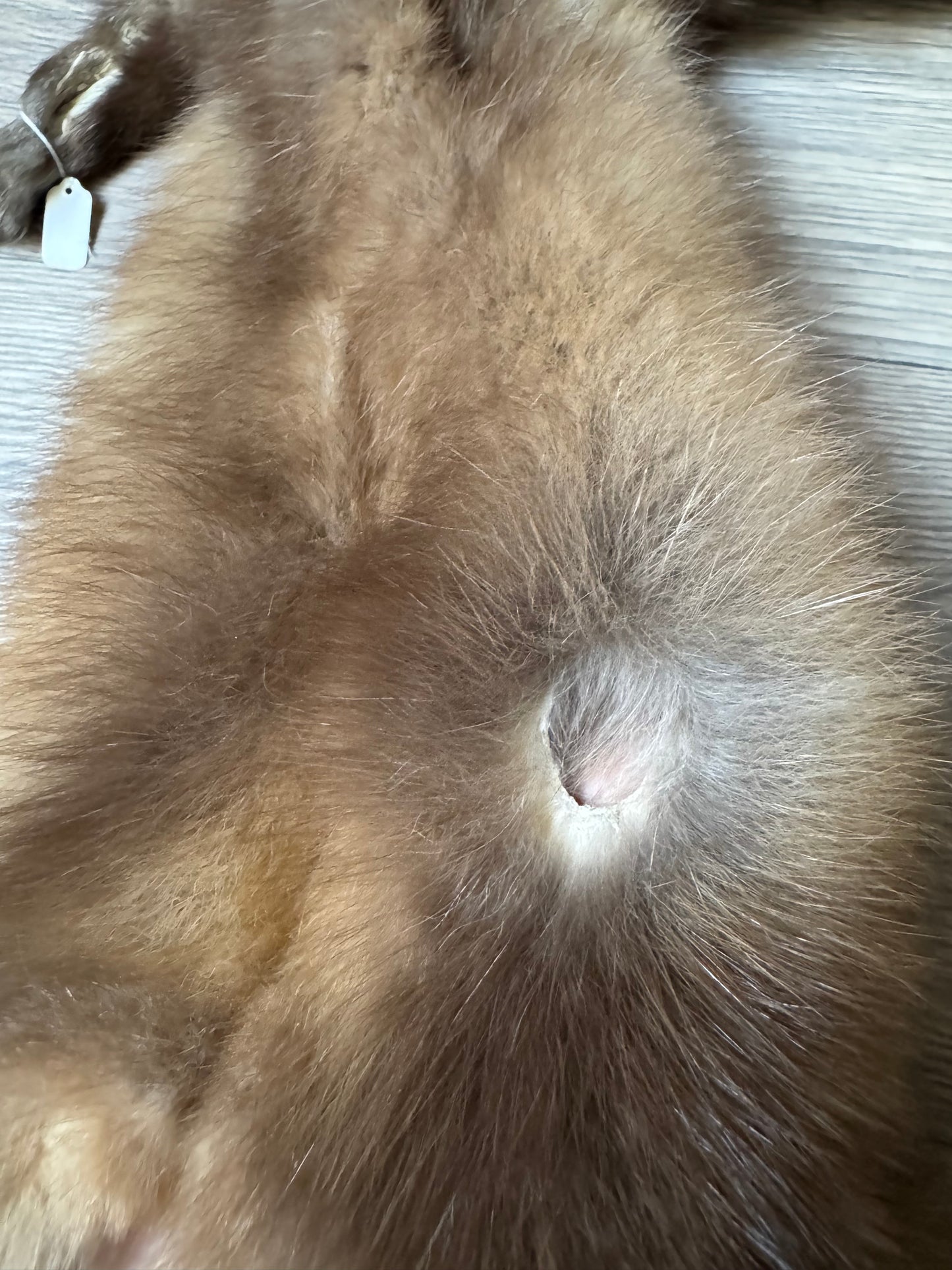 Male pine marten mountable pelt (1)