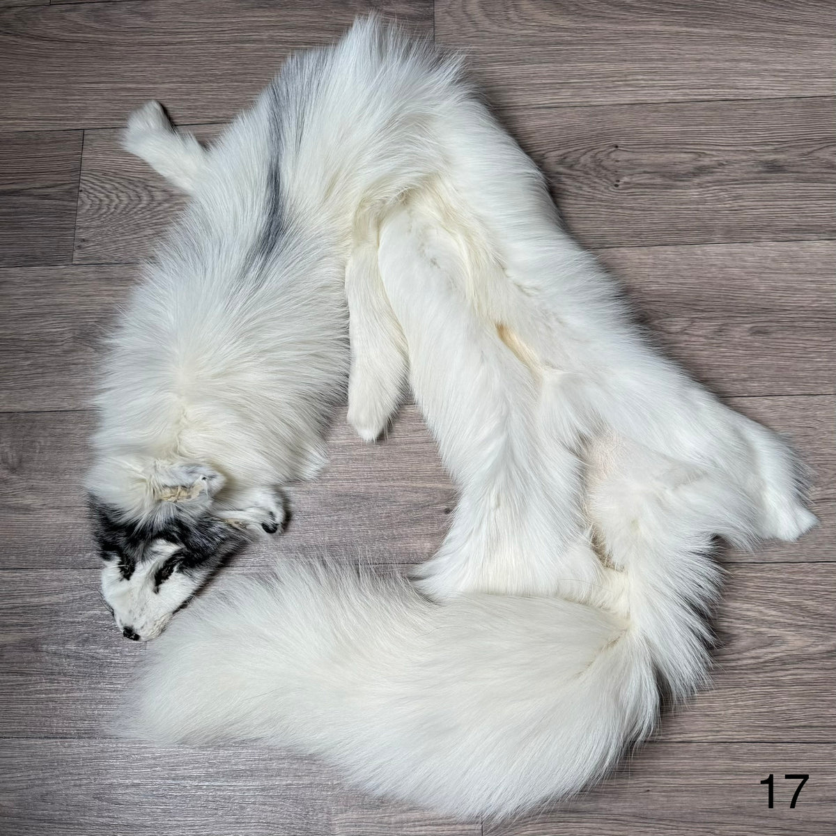 Arctic Marble fox pelt (17)