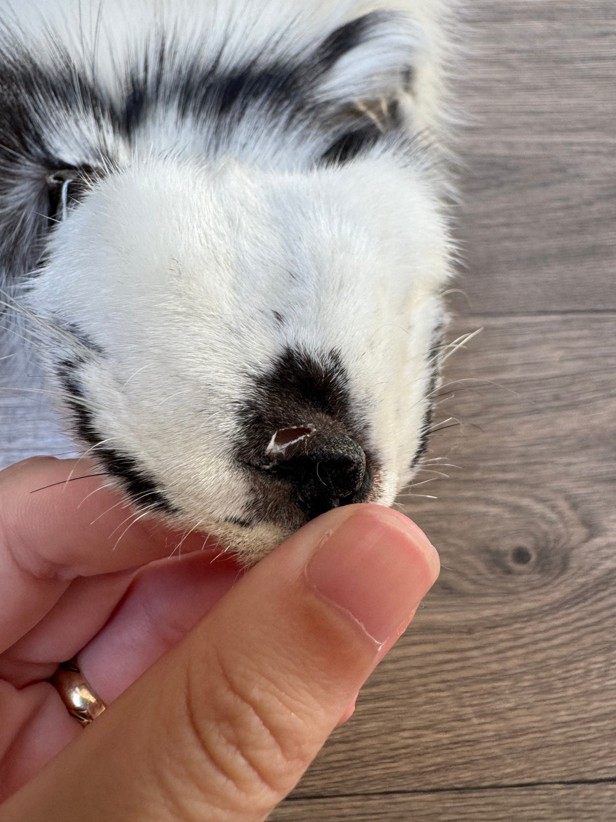 Arctic Marble fox pelt (37)