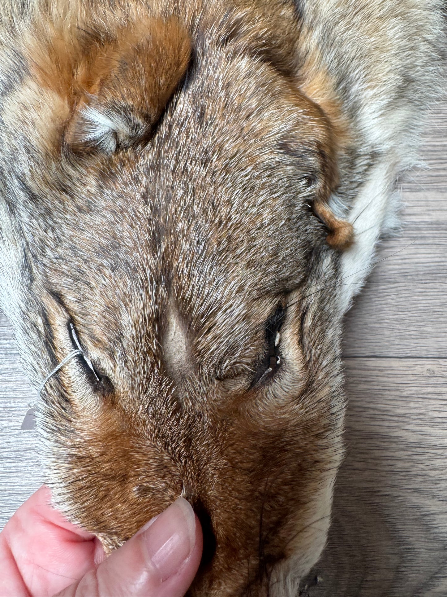 Coyote pelt (11)