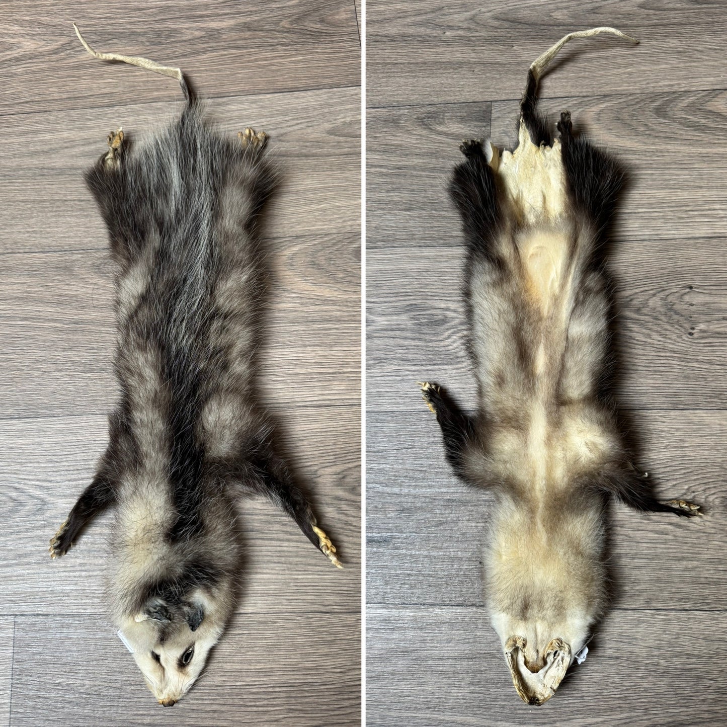 Female opossum mountable pelt (6)