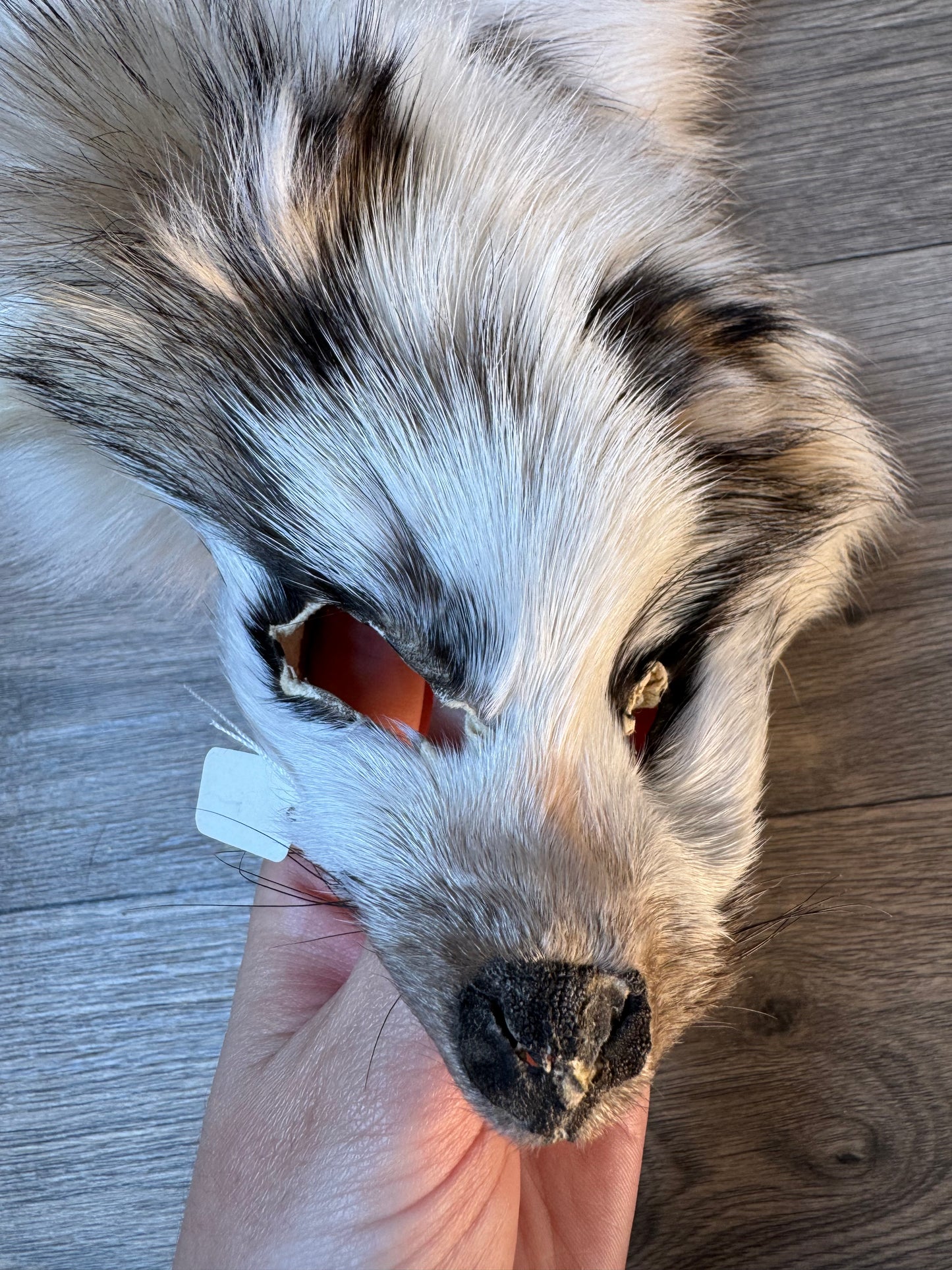 Marble tanuki pelt (17)