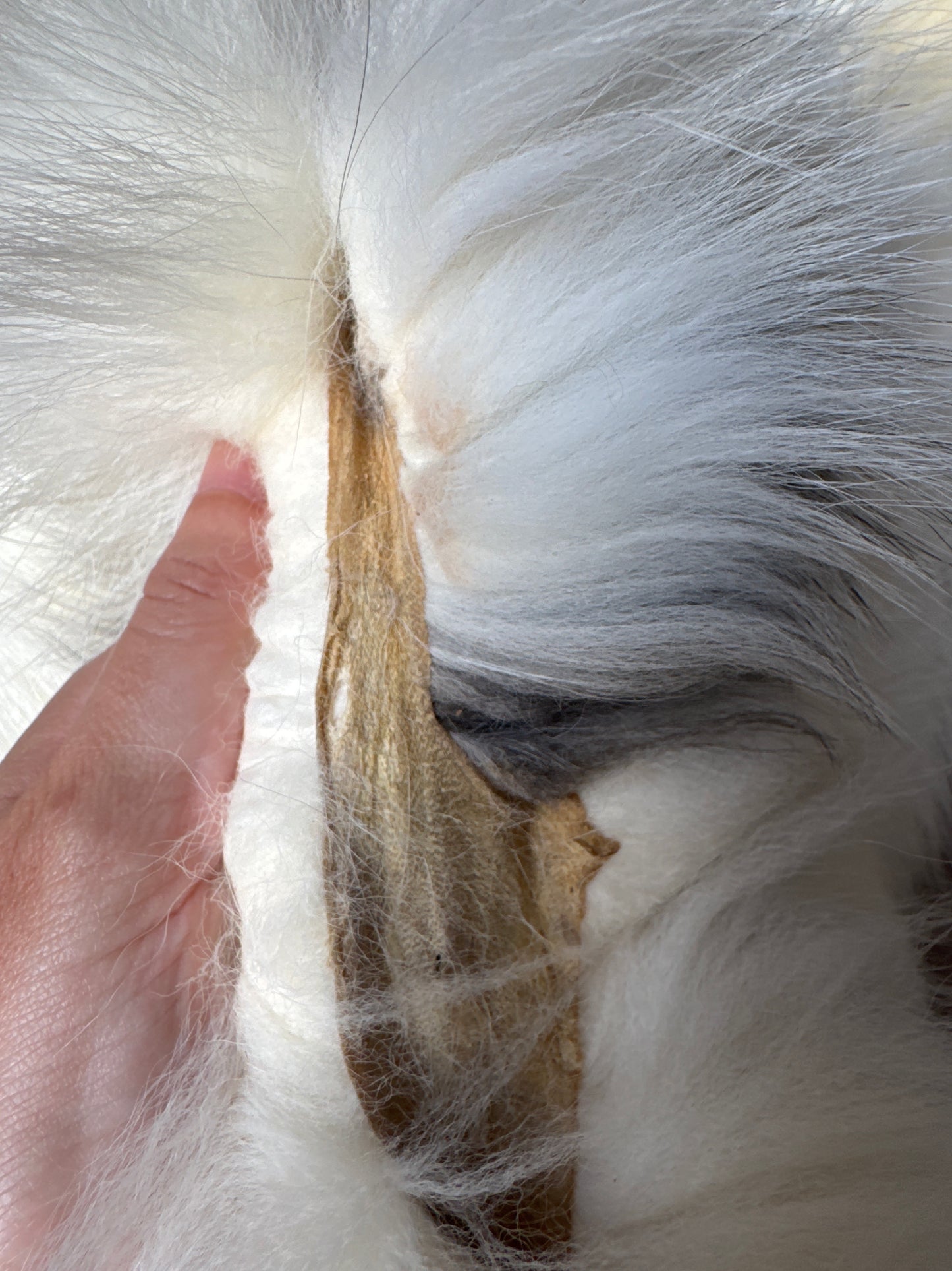 Cross Marble fox pelt (20)