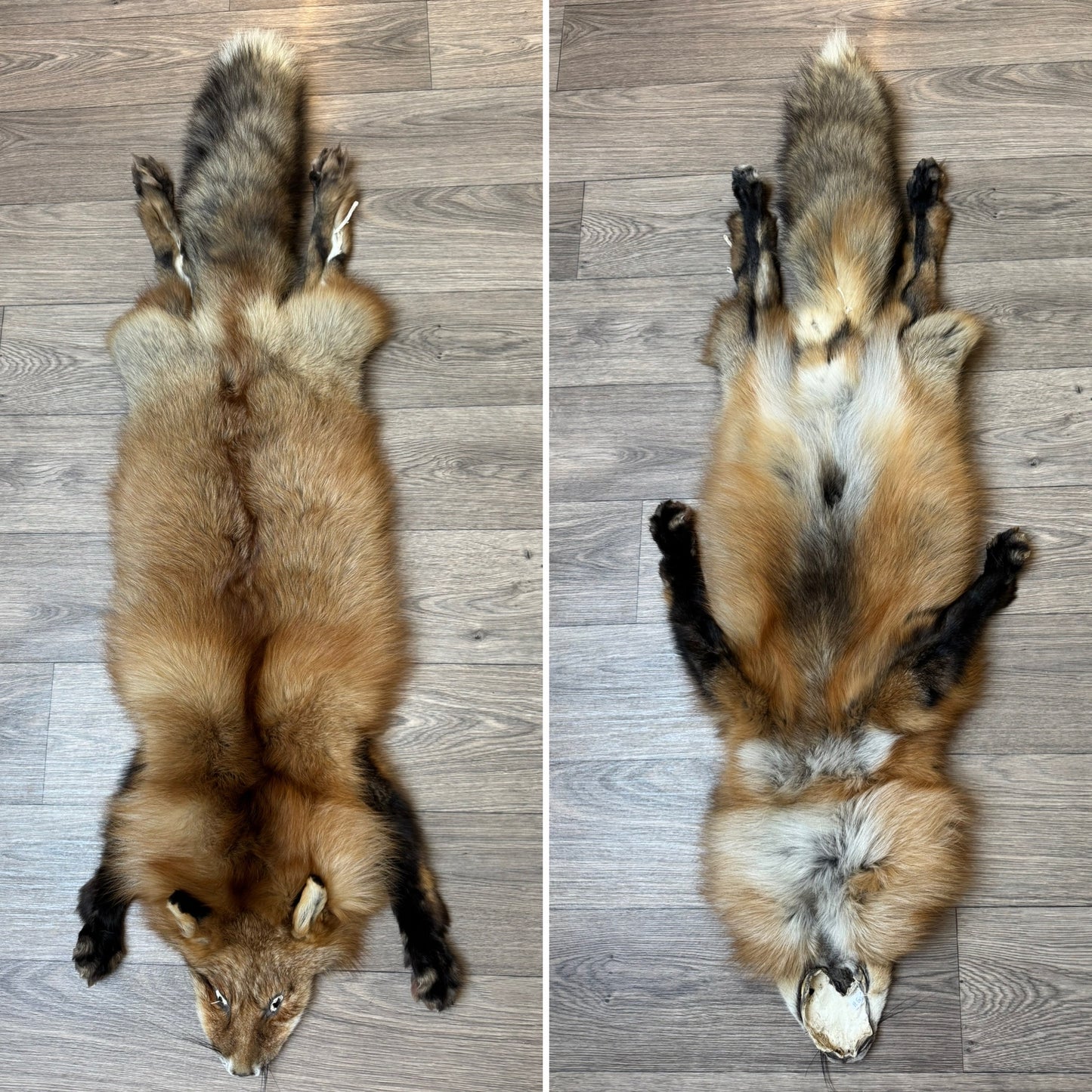 Male Gold fox mountable pelt (tag 73)