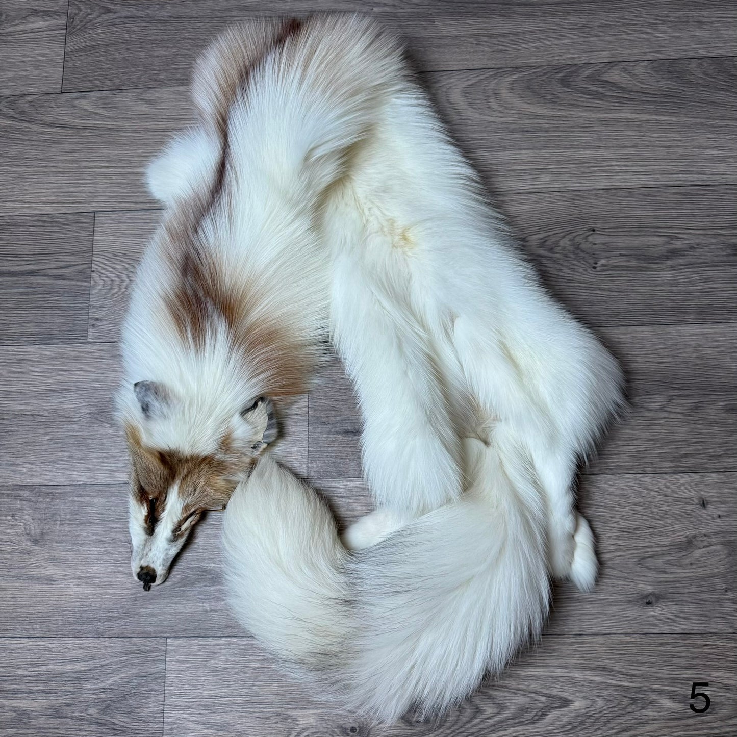 Sun Glow fox pelt (5)