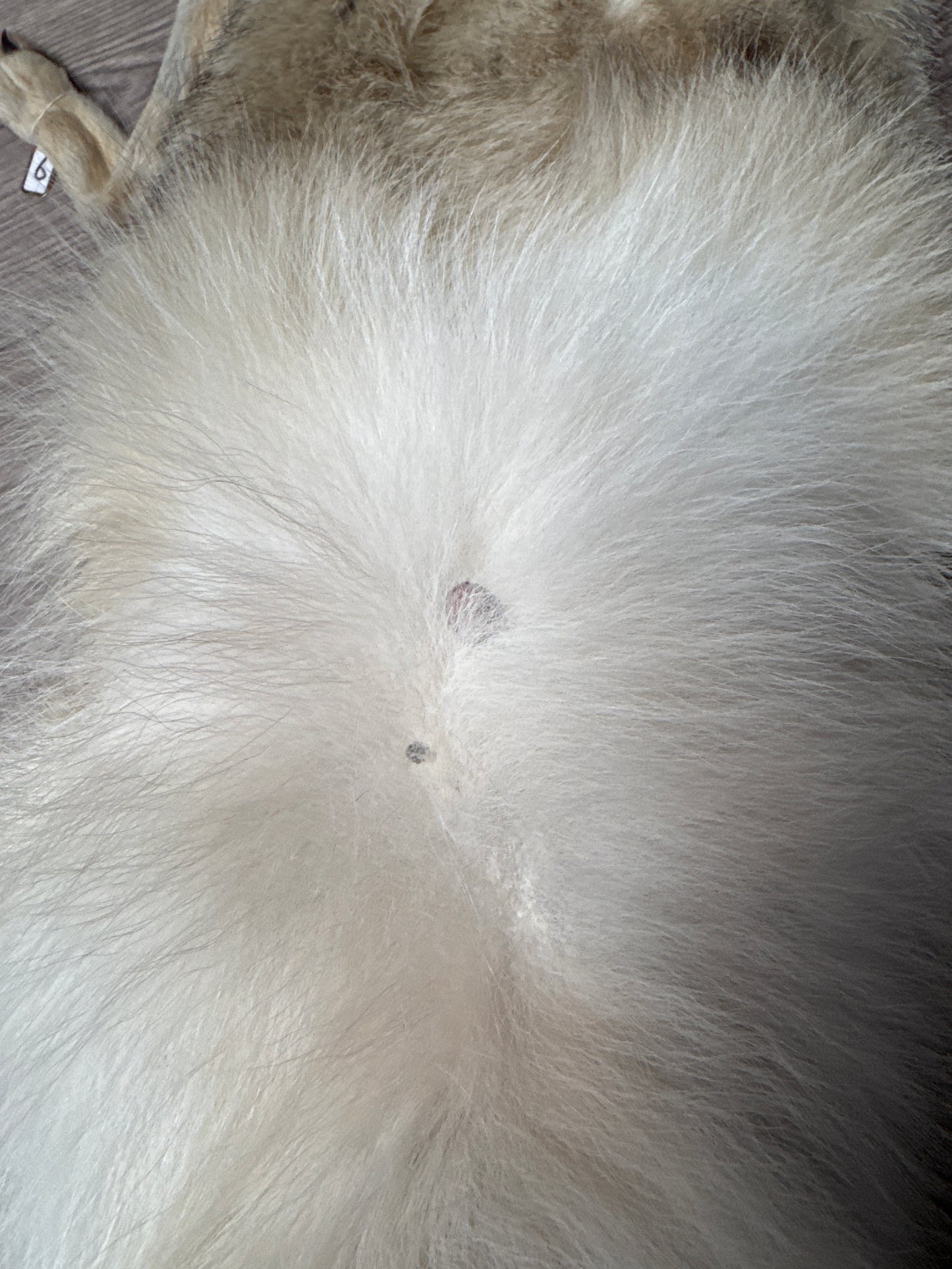 Female coyote mountable pelt (6)