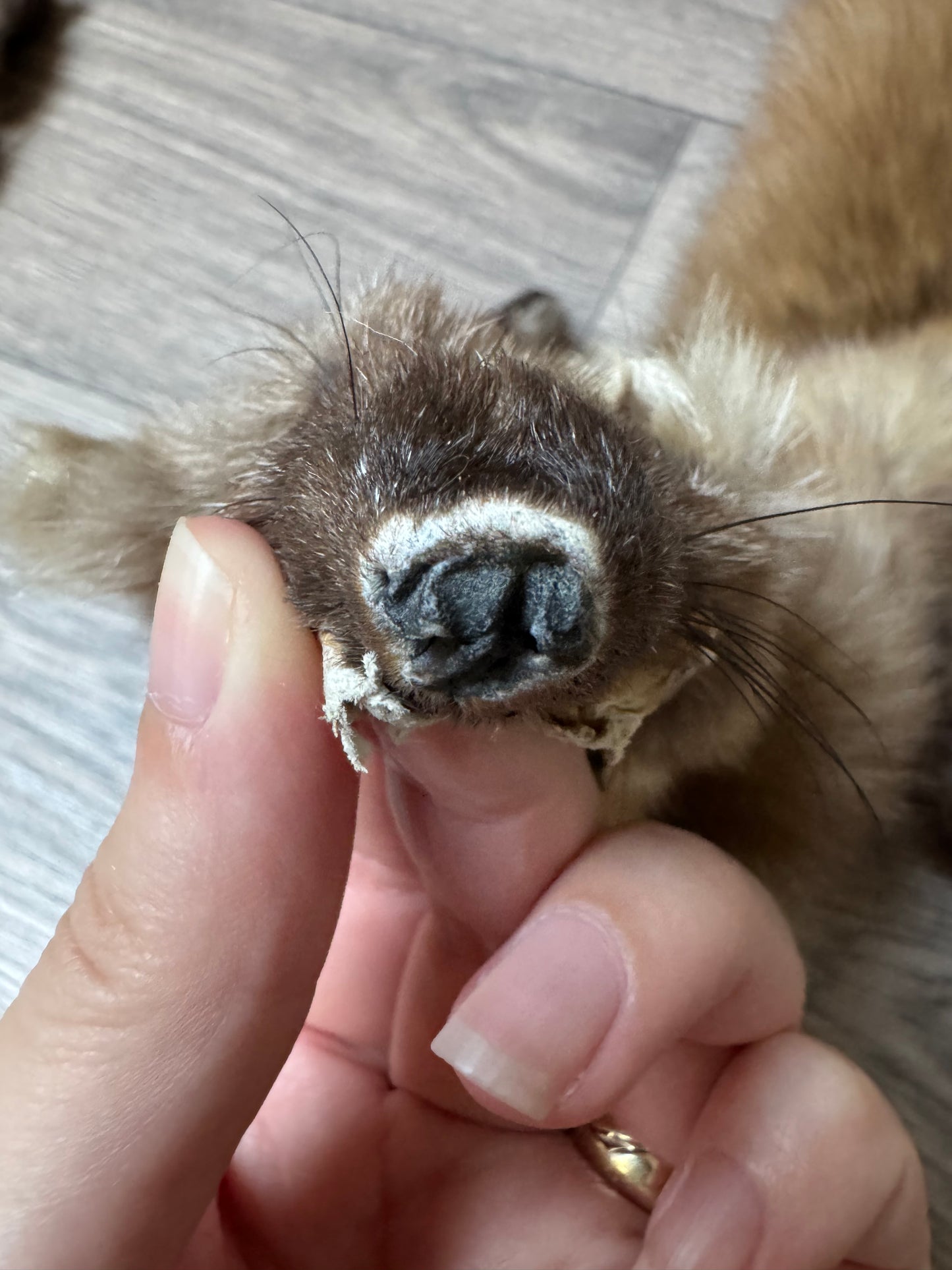 Male pine marten mountable pelt (1)