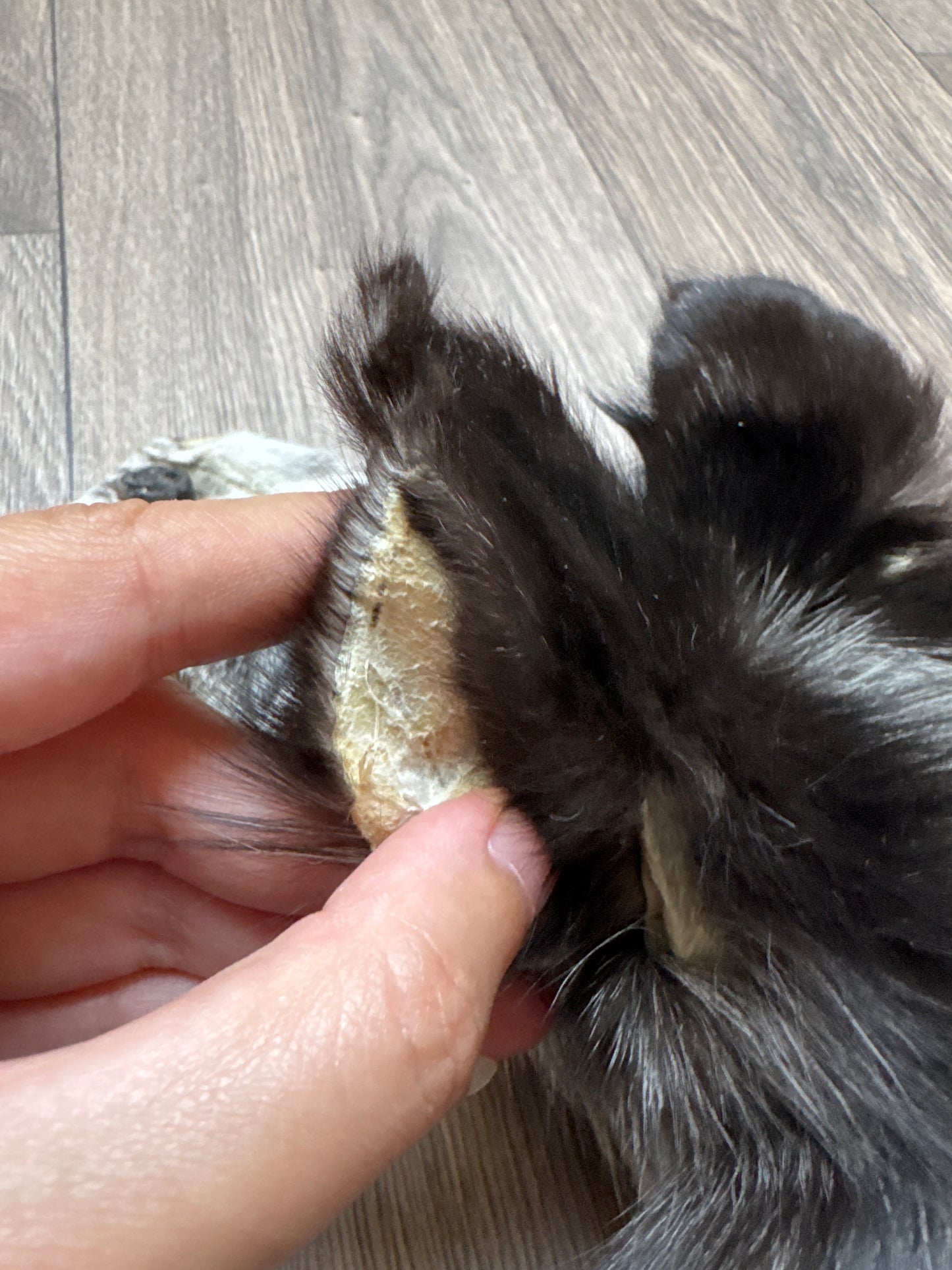 Platinum fox pelt (11)