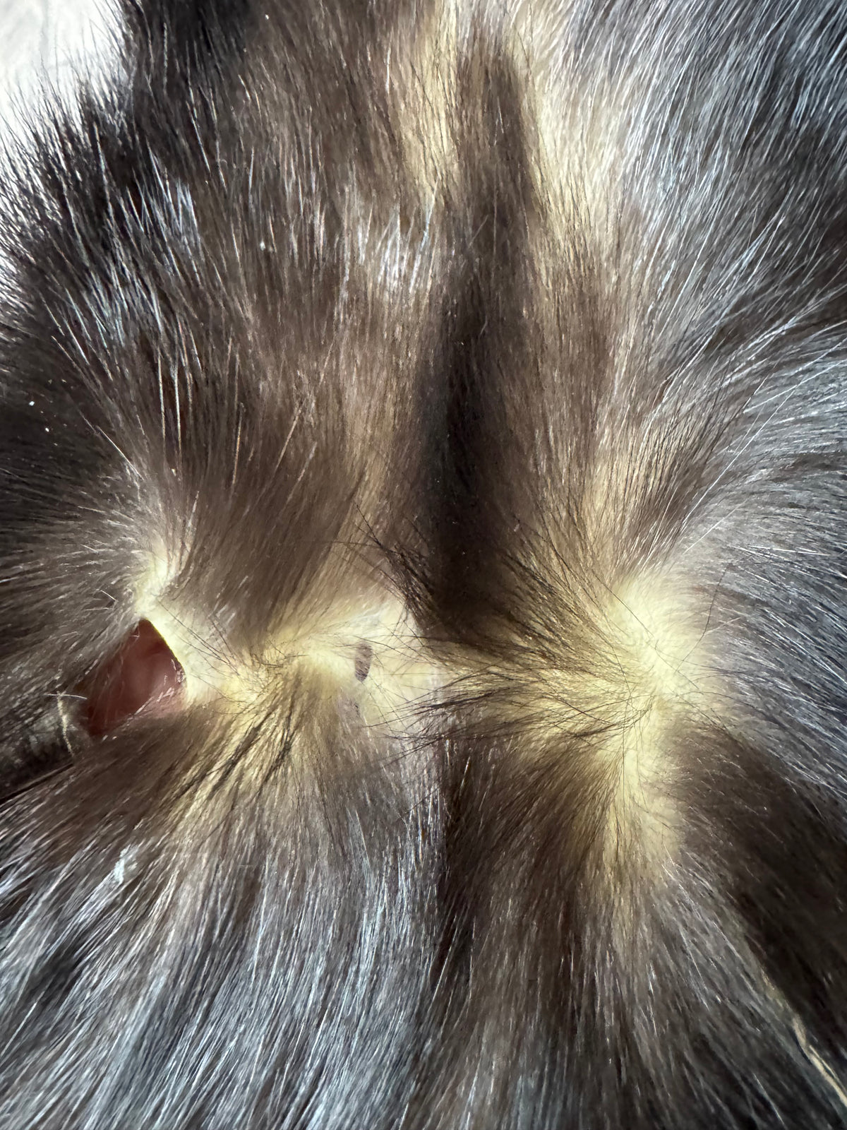 Skunk pelt (11)