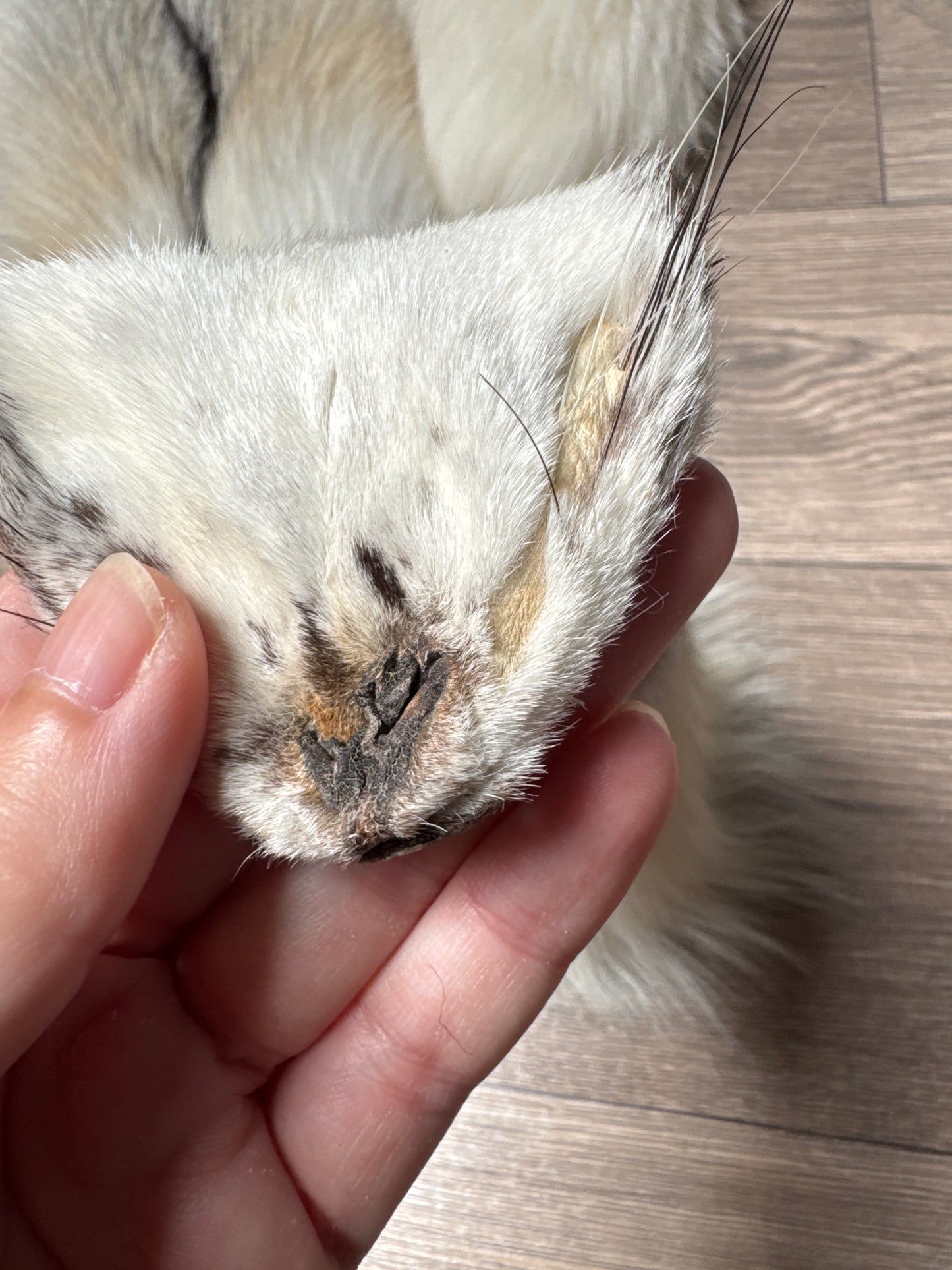 Cross Marble fox pelt (15)