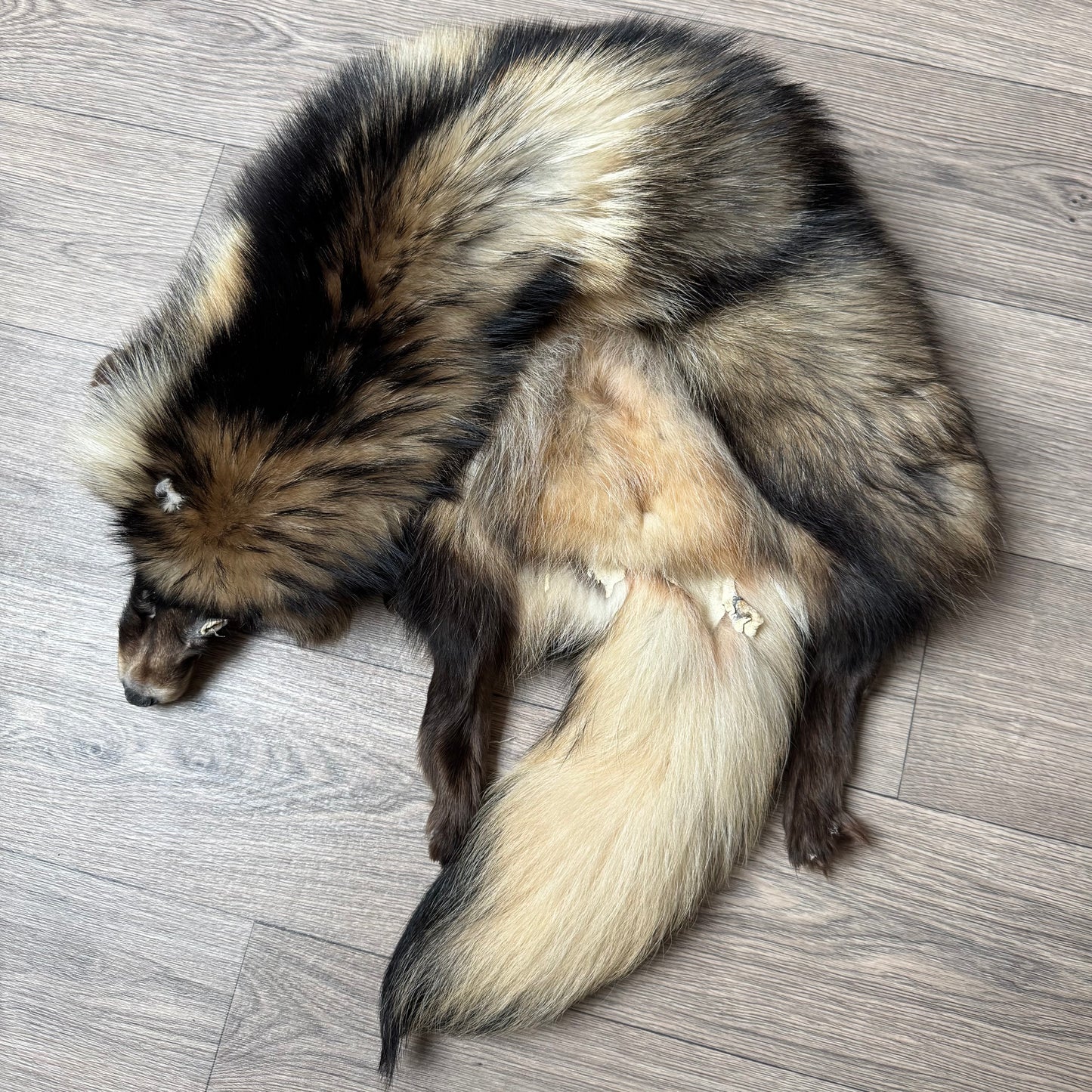 Male tanuki mountable pelt