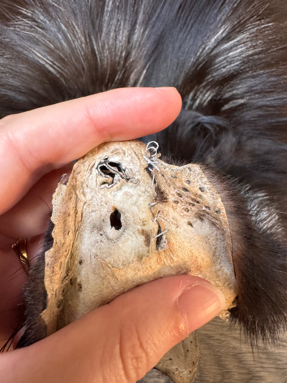 Silver fox pelt (20)