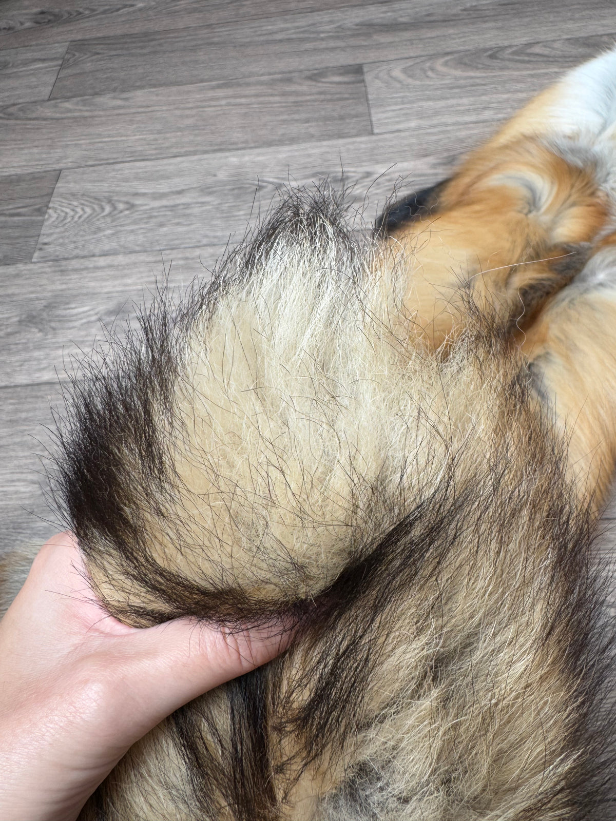 Gold fox pelt (37)