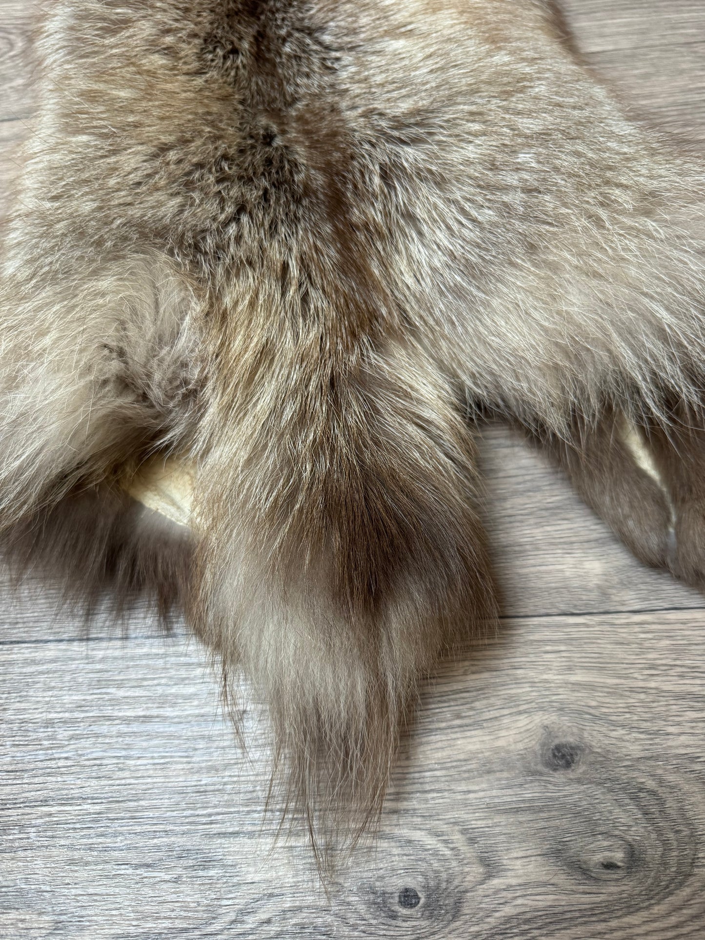 Polish Pastel fox pelt (18)