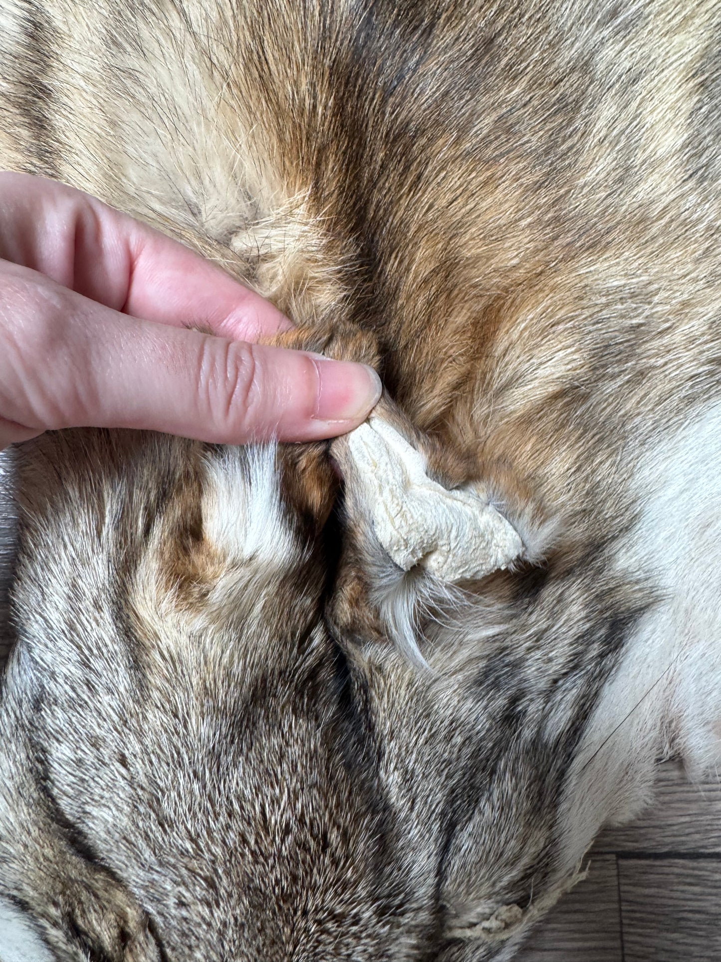 Coyote pelt (7)