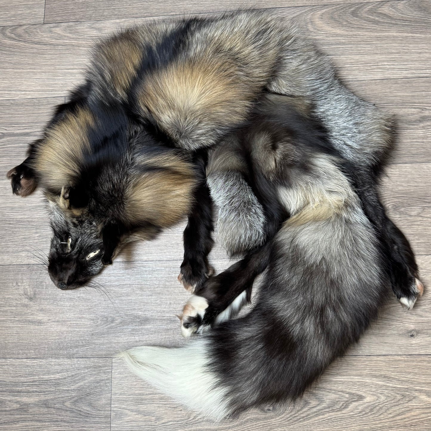 Male Cross mountable pelt (tag 129)