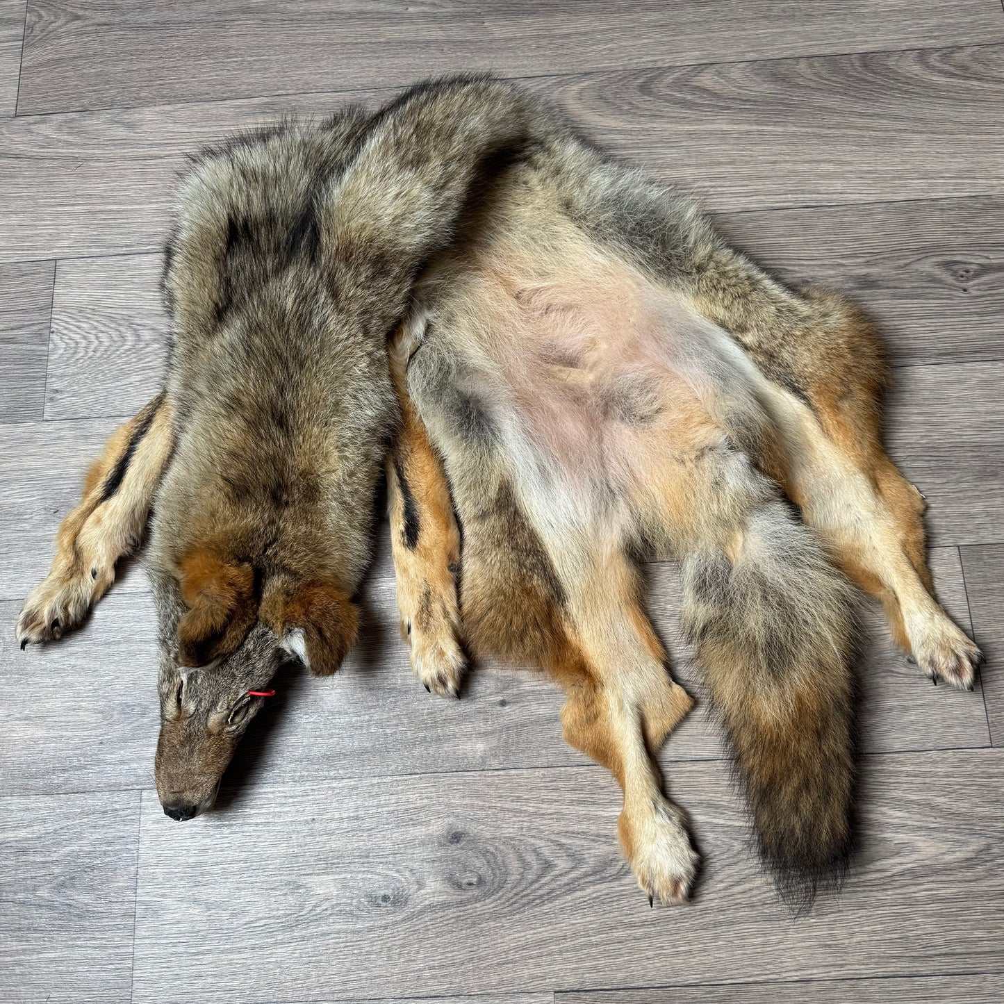 Male coyote mountable pelt (13)