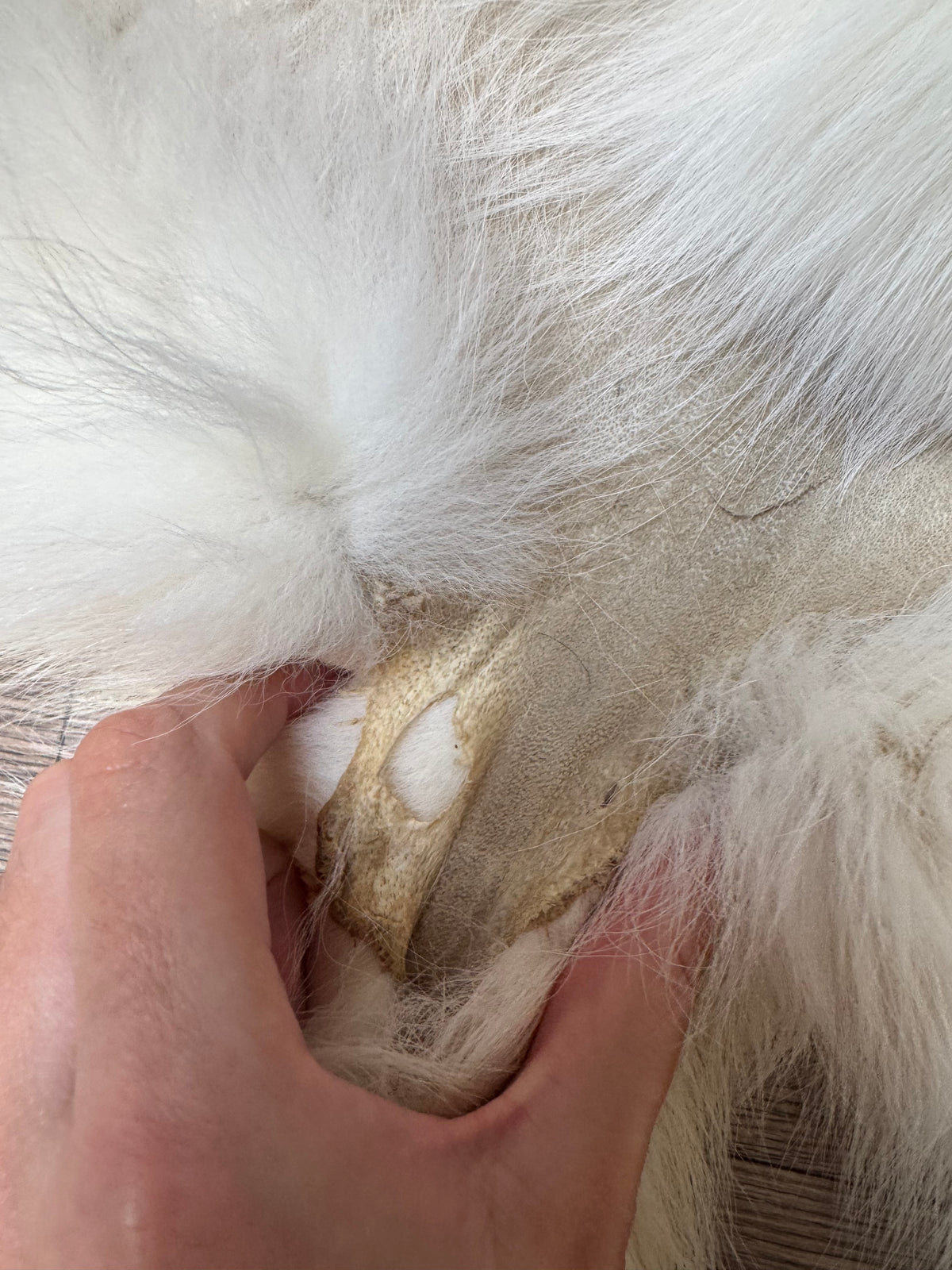Arctic Marble fox pelt (33)