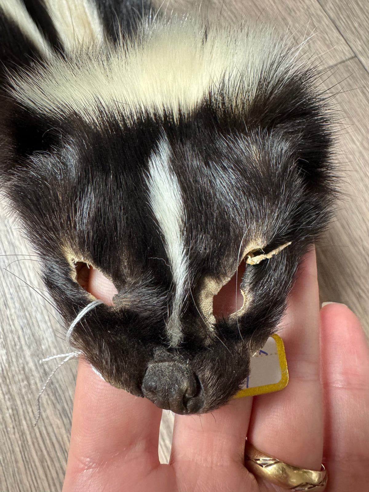 Skunk pelt (4)