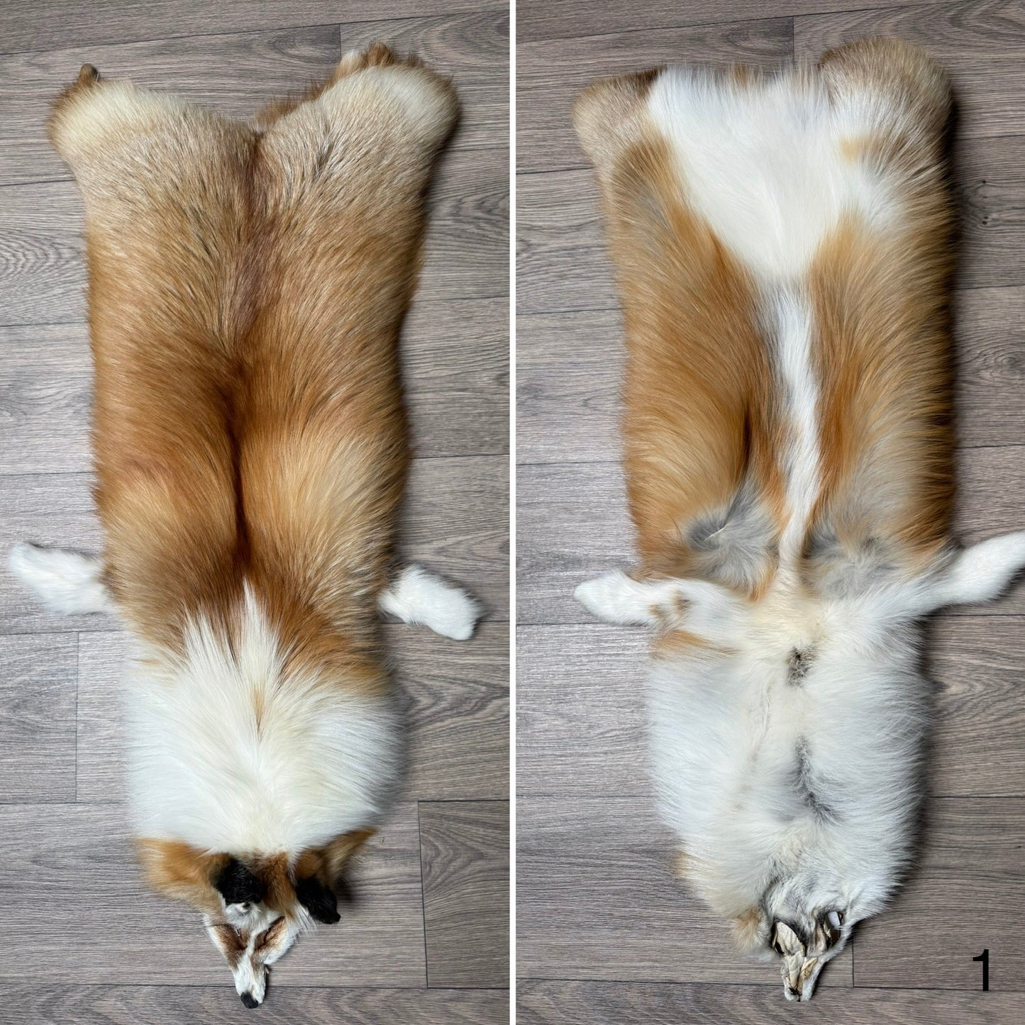 Gold Ringneck fox pelt (1)