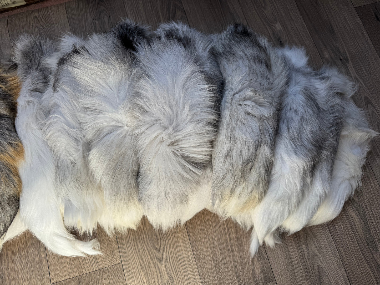 B grade tail (1 tail)