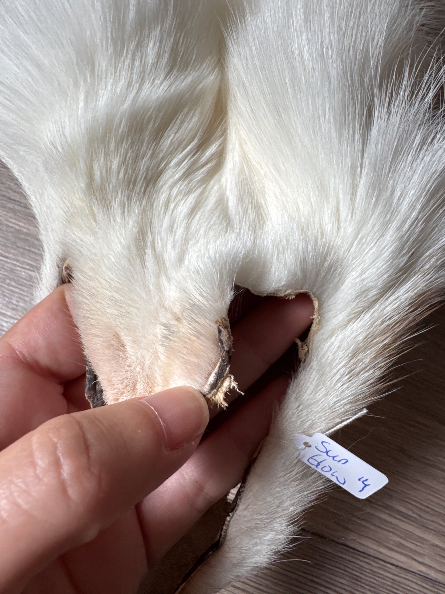 Sun Glow fox pelt (14)