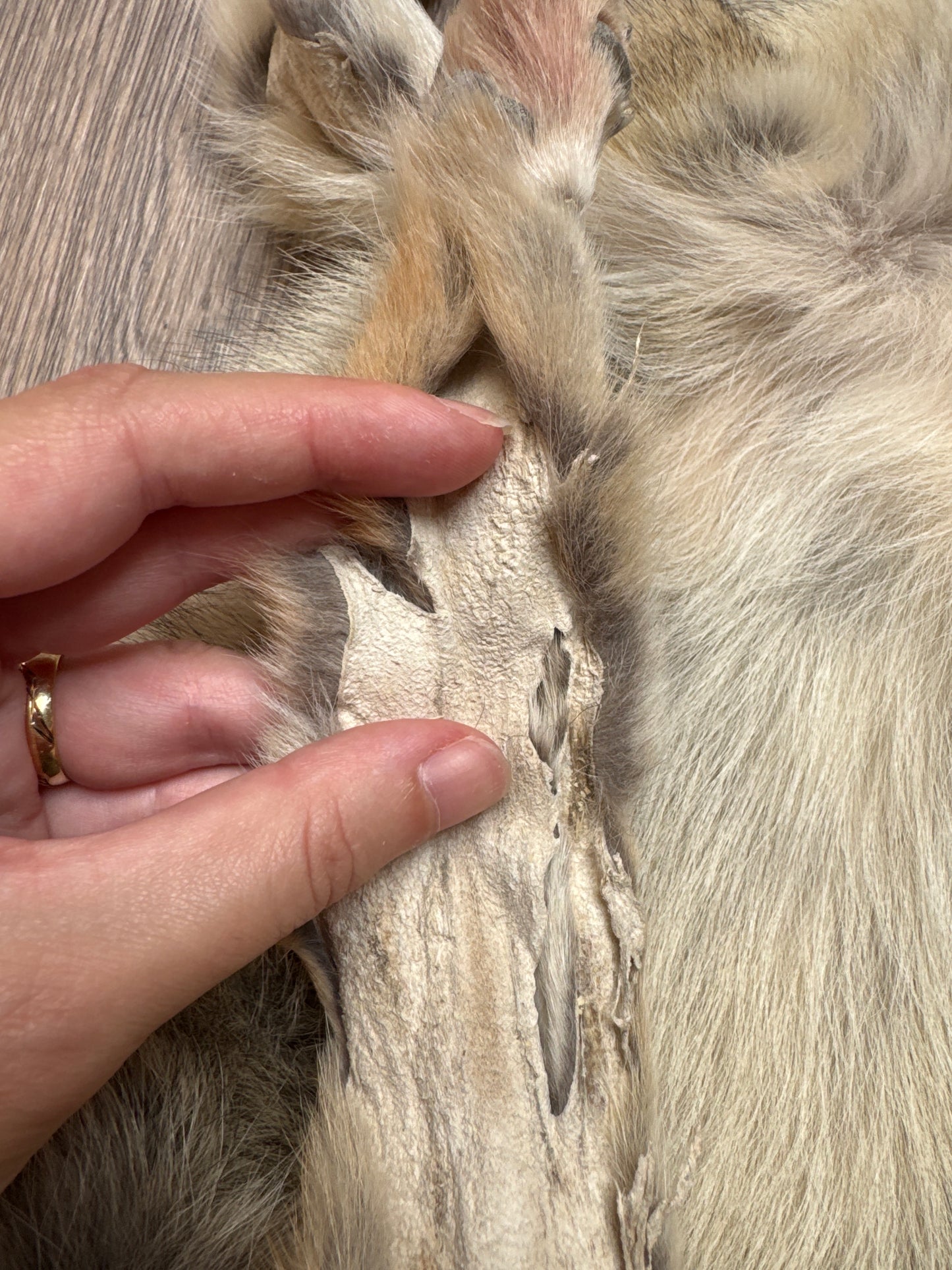 Female coyote mountable pelt (8)