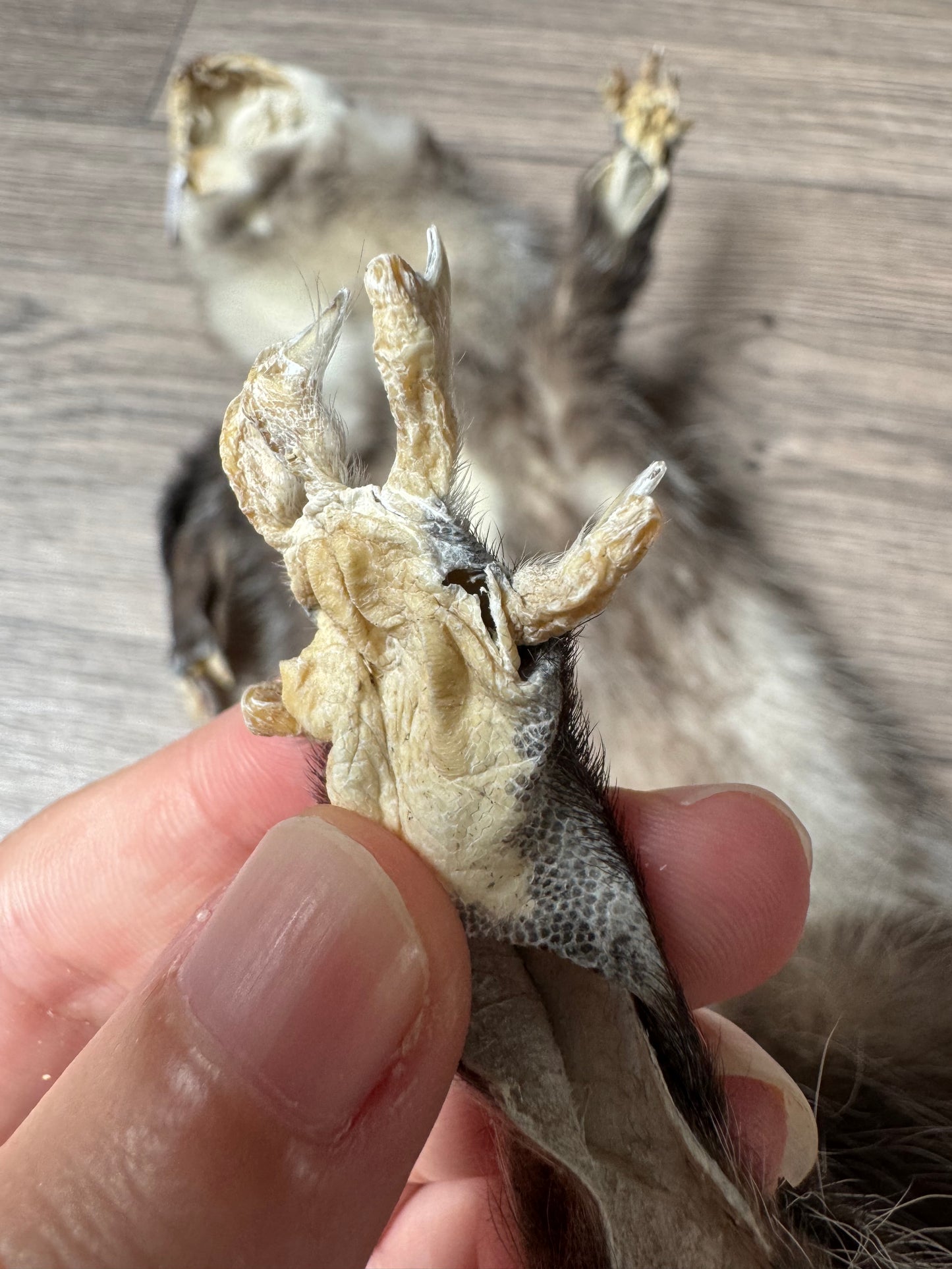 Male opossum mountable pelt (1)