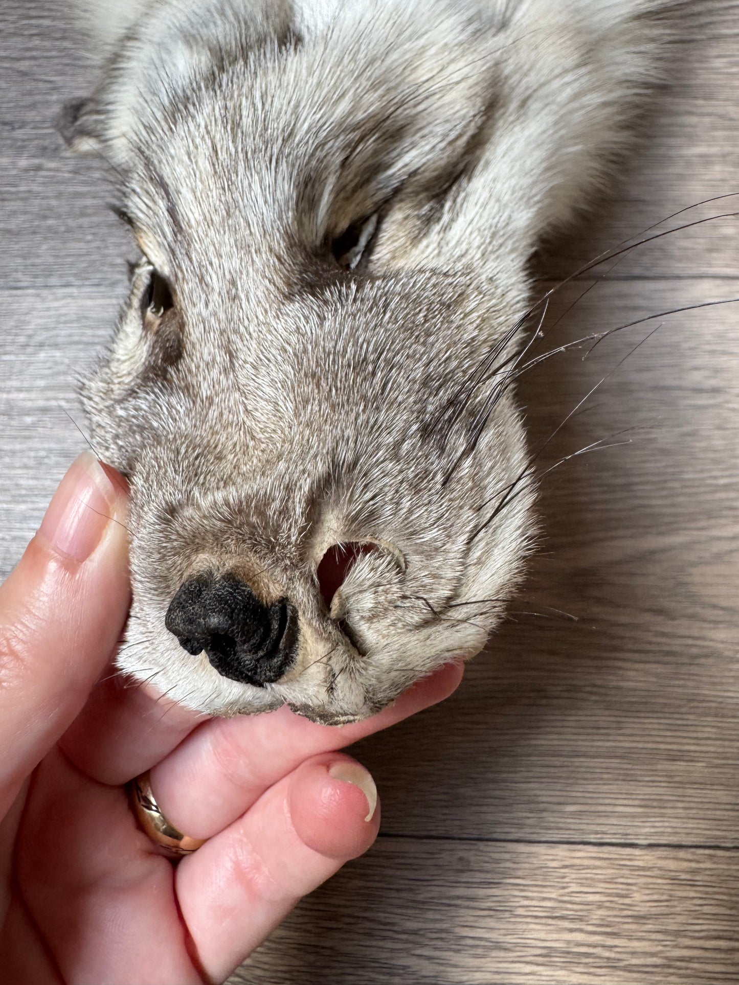 Fawn Light fox pelt (8)